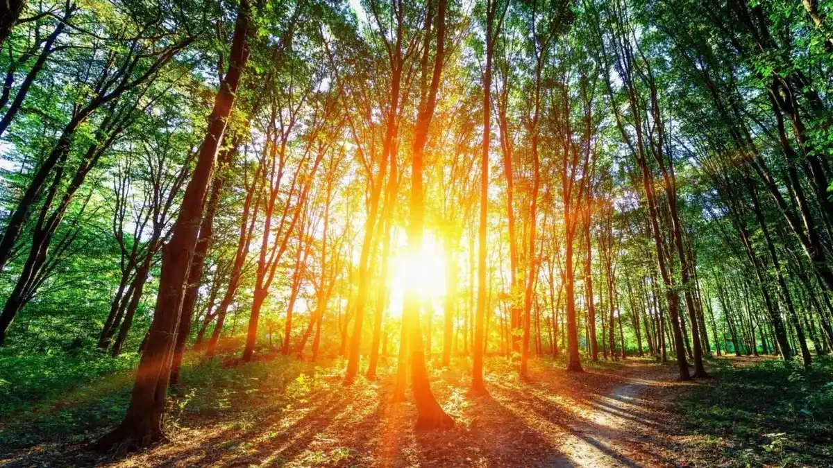 Breakthrough sunlight-powered system captures carbon just like
