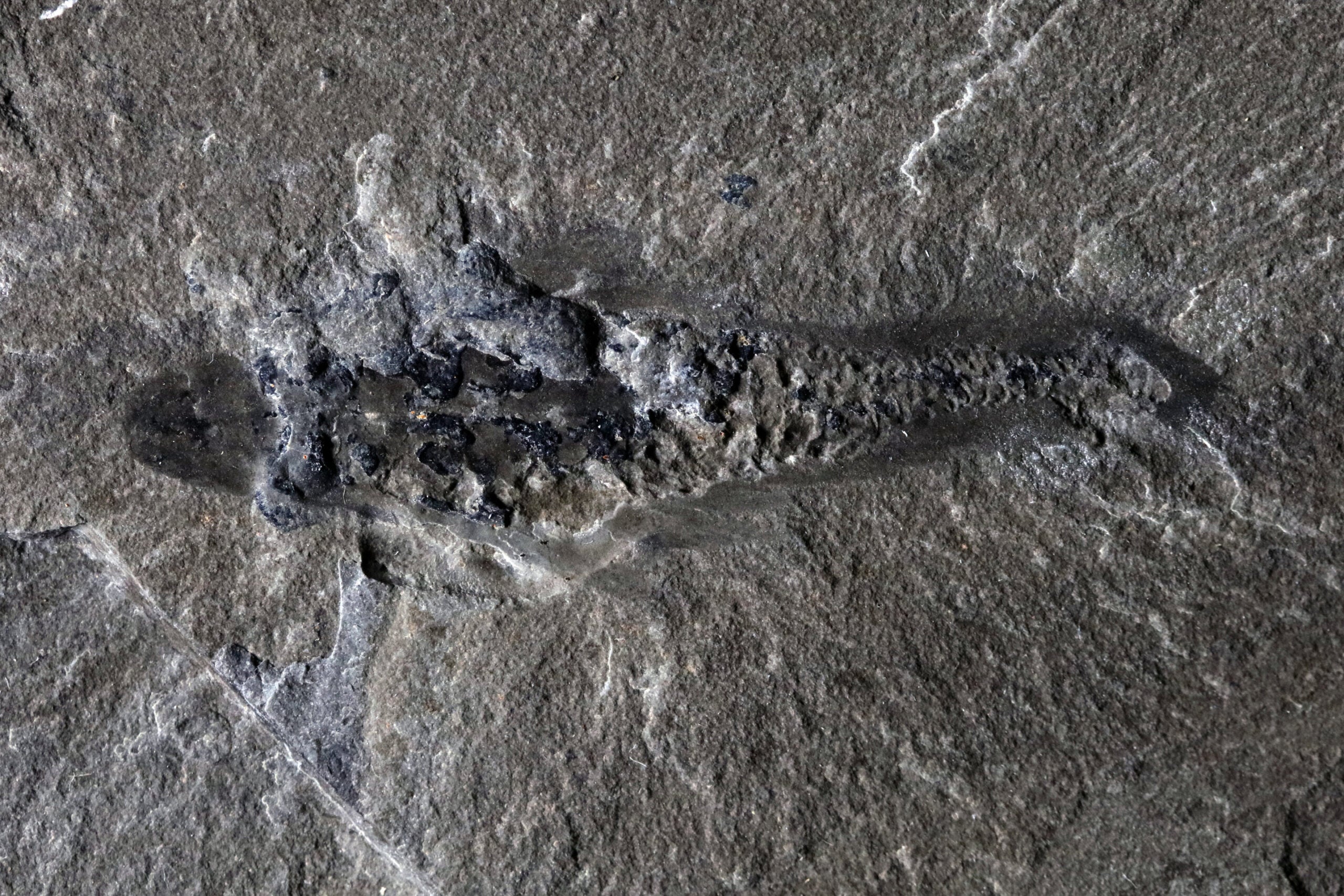 Fossil specimen of Mosura fentoni, ROMIP 67520 from the Marble Canyon area. The head is at the left and the dark, three-dimensional bulges represent minerals replacing the gills and circulatory lacunae.