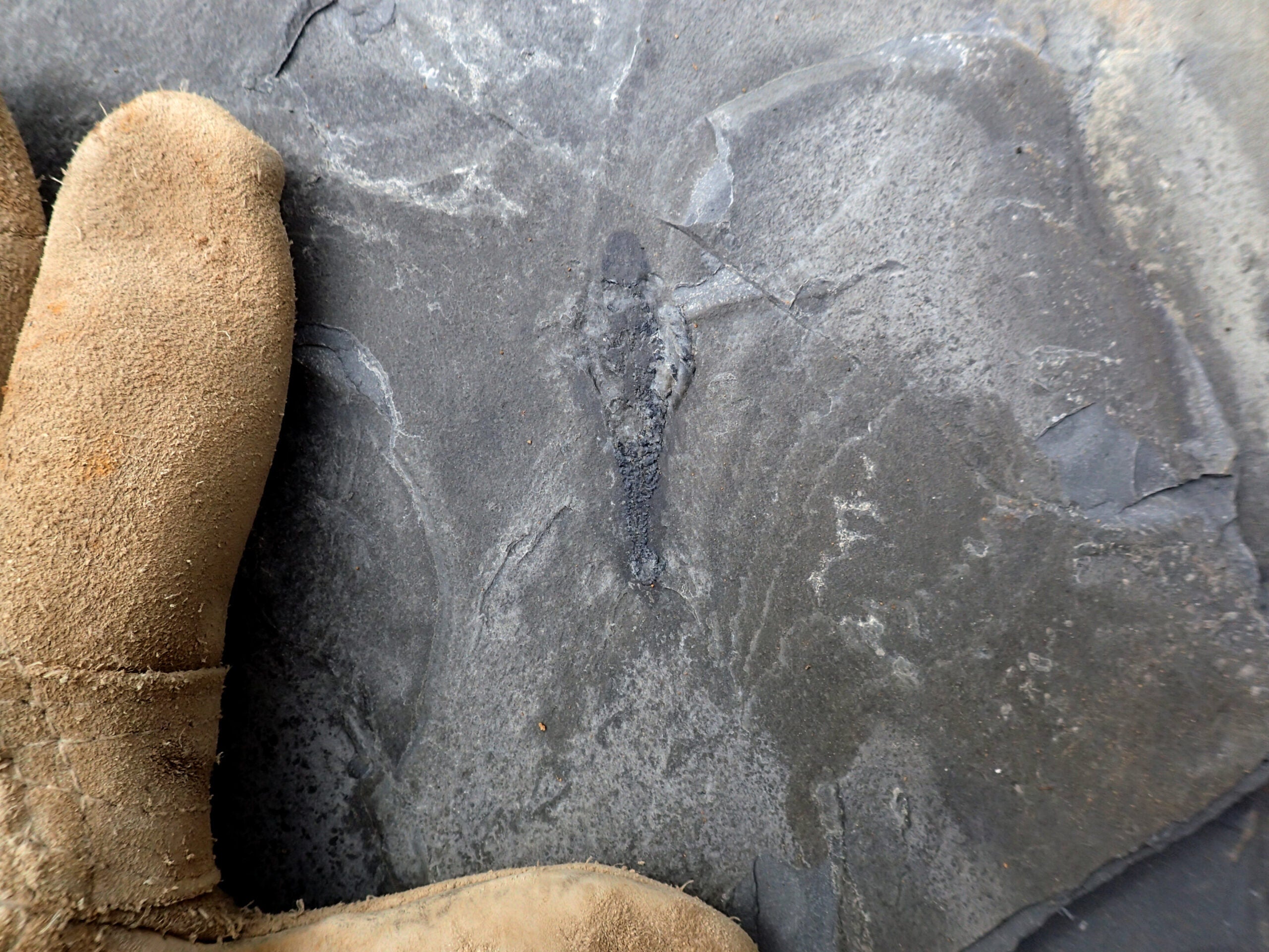 Dr. Joe Moysiuk disocvering a specimen of Mosura fentoni at the Burgess Shale, Marble Canyon area in 2022