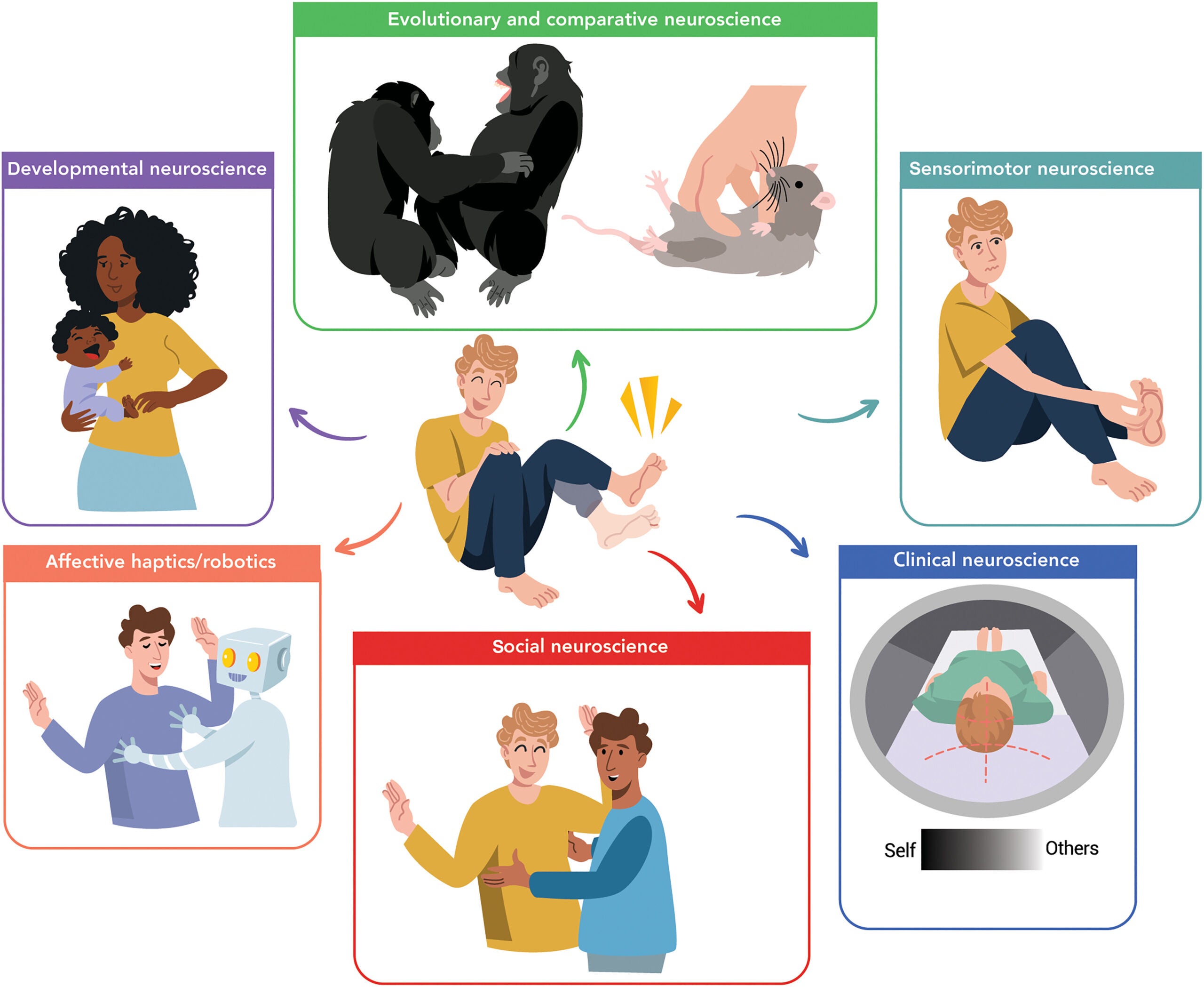 Why we should care about studying tickle sensations. The study of human tickle sensations offers profound insights for neuroscience, beyond what one might initially think.