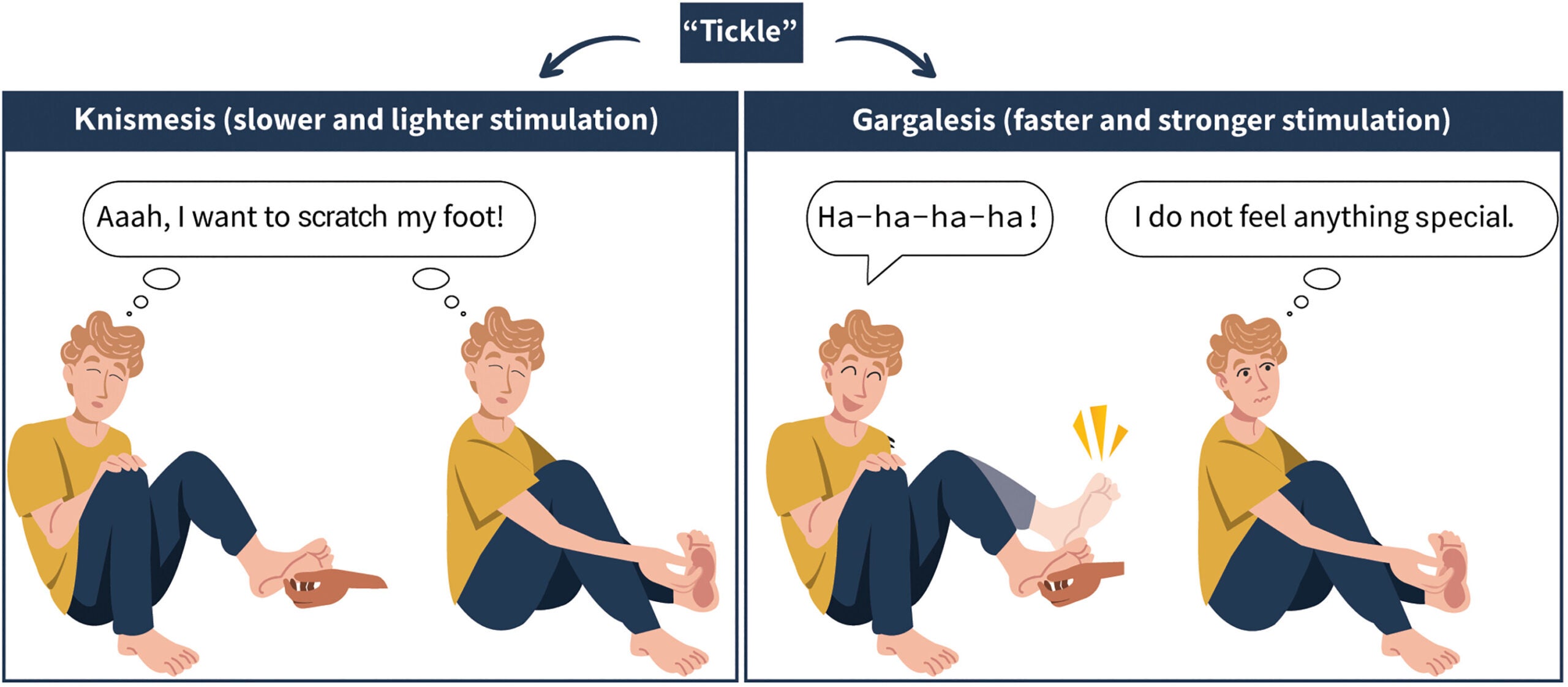 Studies refer to different sensations with the term “tickle.”