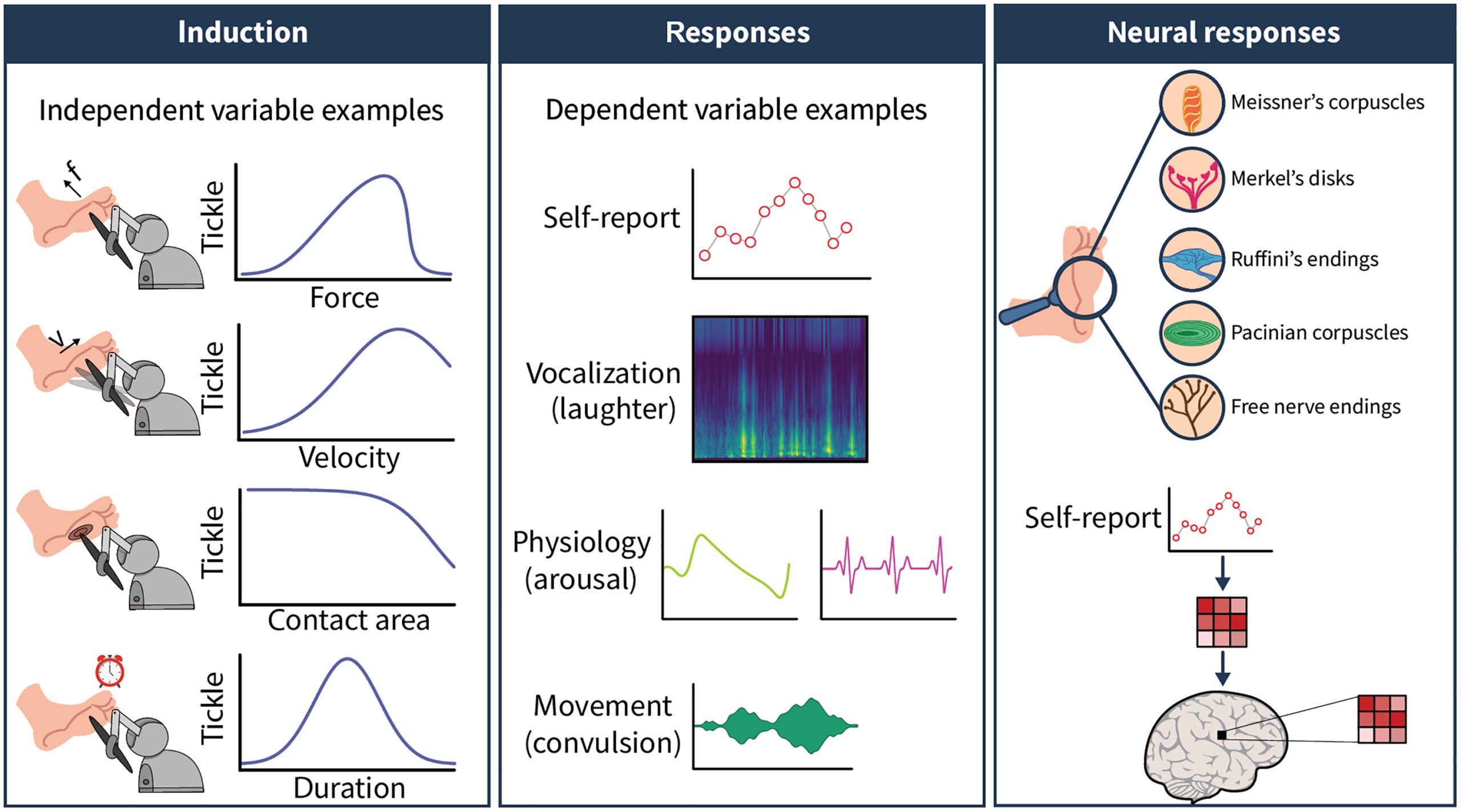 Future steps needed to understand the principles of human gargalesis sensations.