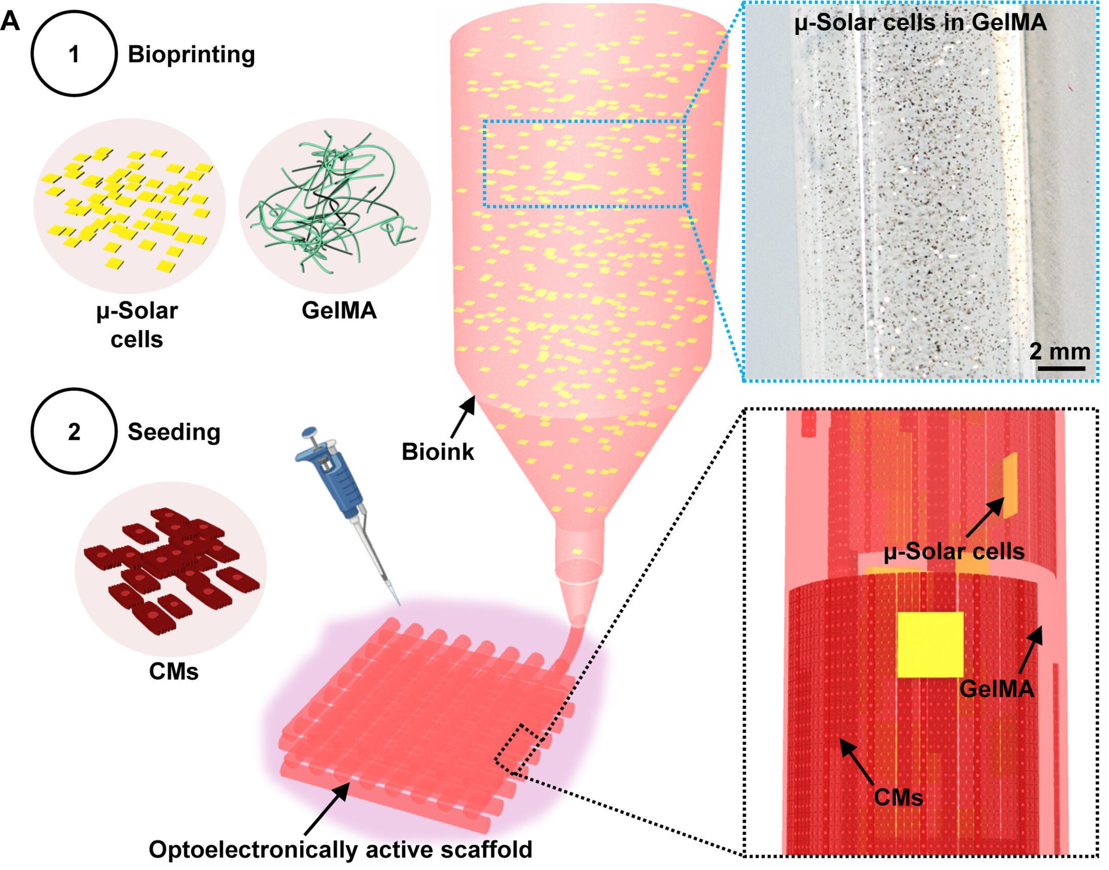 Optoelectronically active bioink composition and printing.