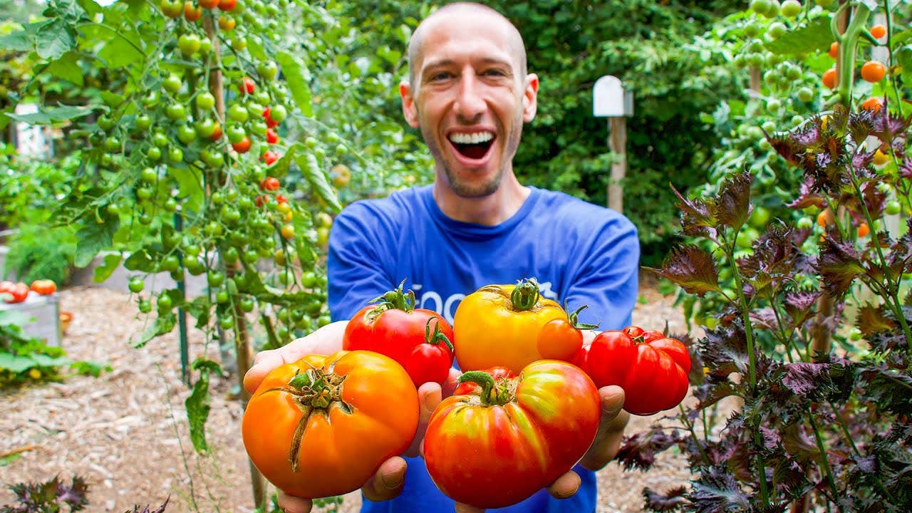 Scientists unlock fruit size genes using pan-genetics and gene editing to boost global tomato and eggplant crop yields.