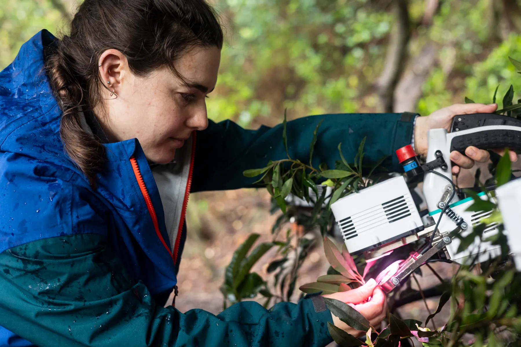 Alexandria Pivovaroff of Occidental College measures photosynthesis in leaves extracted from trees exposed to elevated levels of carbon dioxide near a volcano in Costa Rica.