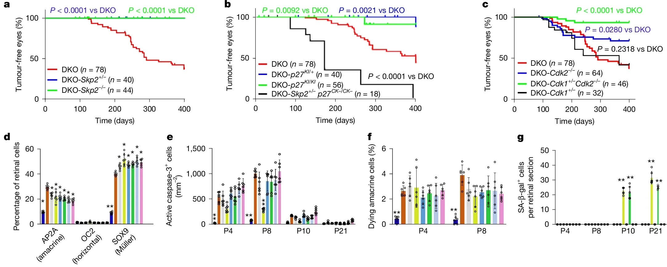 Tumour suppression without increasing cell death, senescence or immune infiltration.