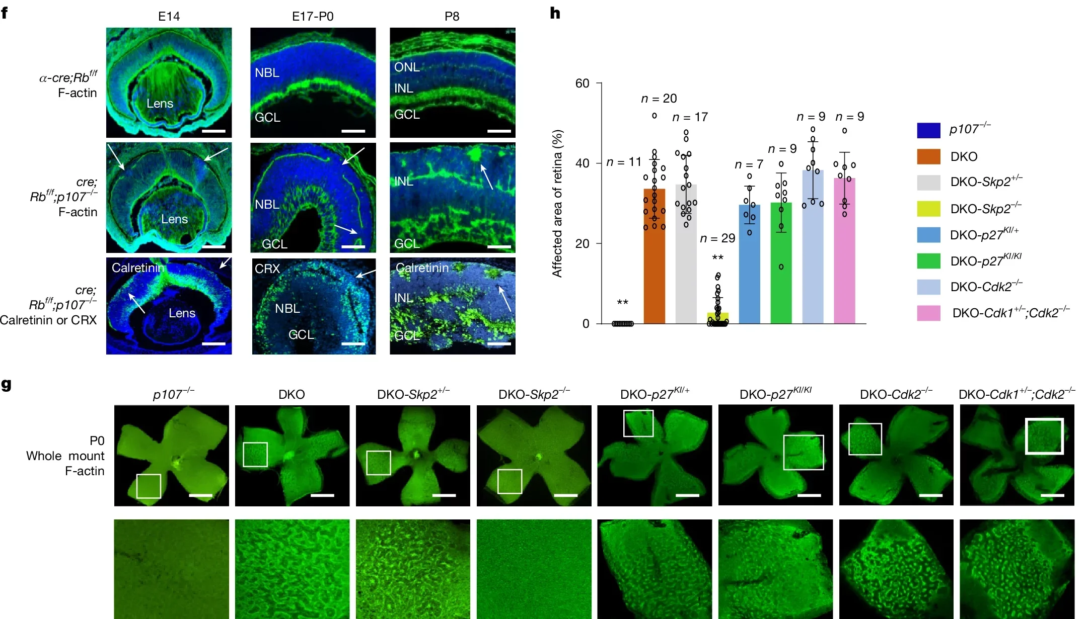 Tumour suppression without altering DNA damage, aberrant angiogenesis or apical polarity defects.
