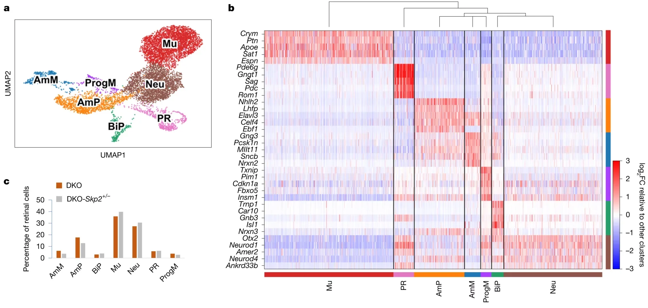 Tumour suppression without altering cell lineage.