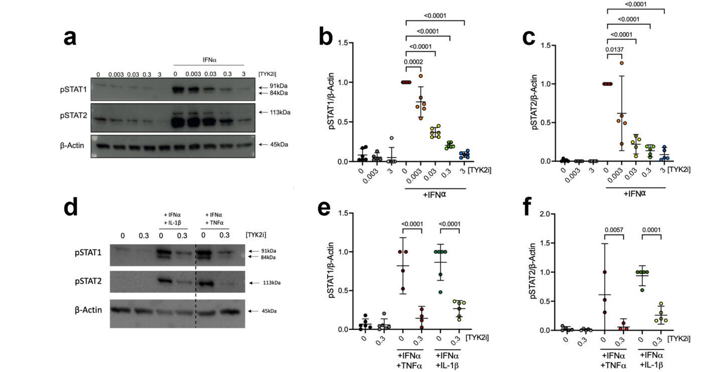 TYK2 inhibitors repress IFNα signalling and inflammatory gene expression and reduce β cell immunogenicity.