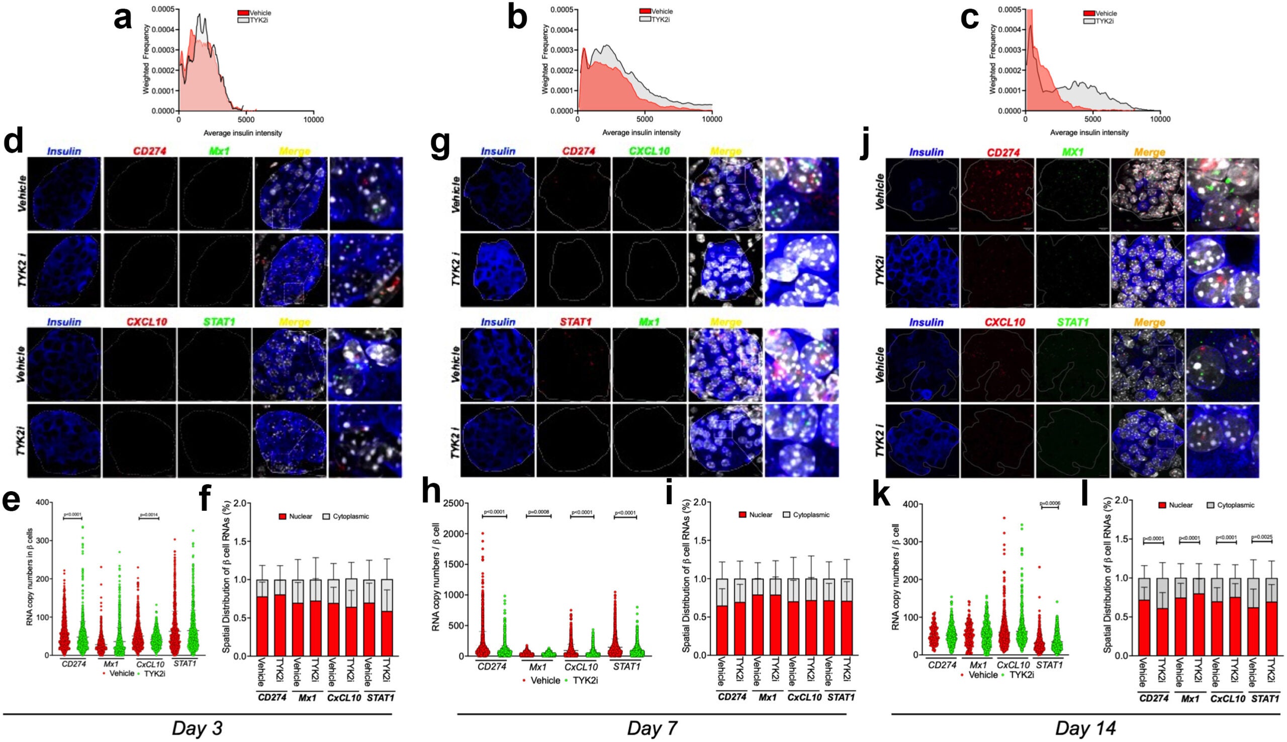 TYK2i treatment preserves pancreatic β cells and inhibits the expression of IFNα-induced mRNAs in RIP-LCMV-GP mice.