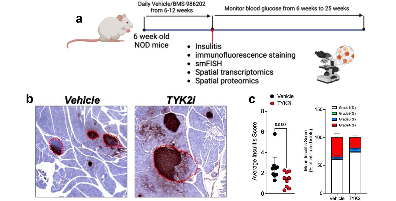  TYK2 inhibition mitigates diabetes onset and IFNɑ responses in female NOD mice.