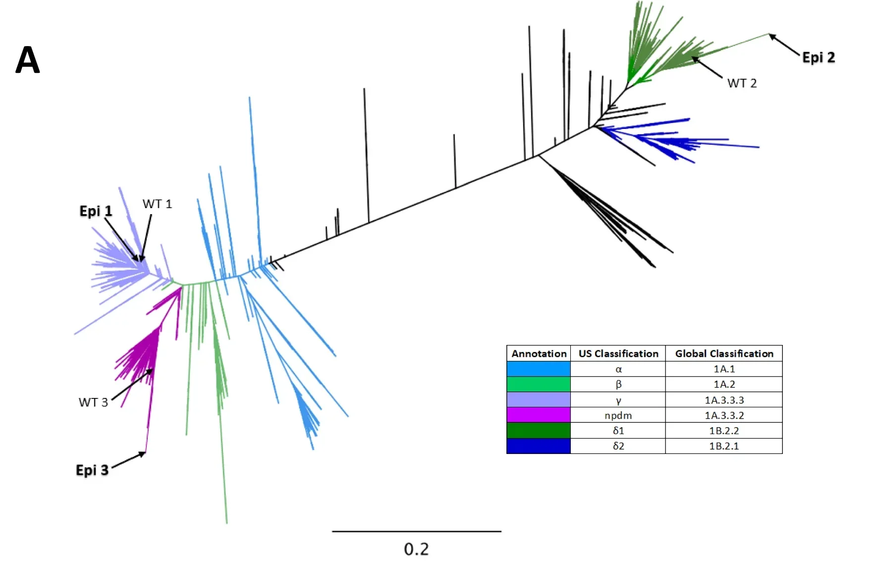 Phylogenetic characterization of classical swine and human-seasonal swine influenza A virus lineages with localization of Epigraph and WT vaccine immunogens.