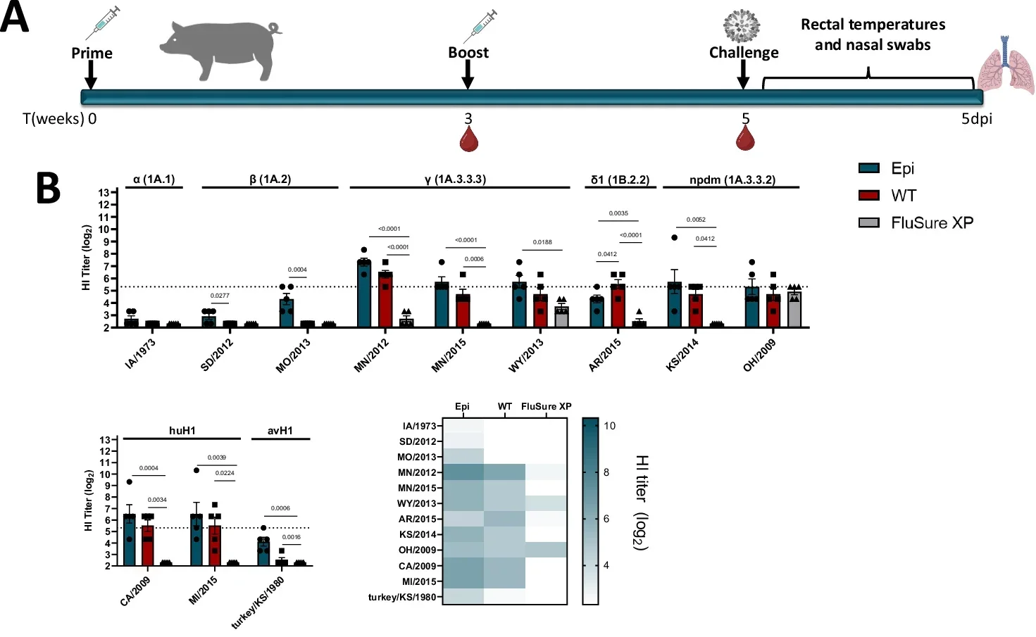 Epigraph vaccine induces cross-reactive antibody responses against swine, human, and avian IAV in swine model.