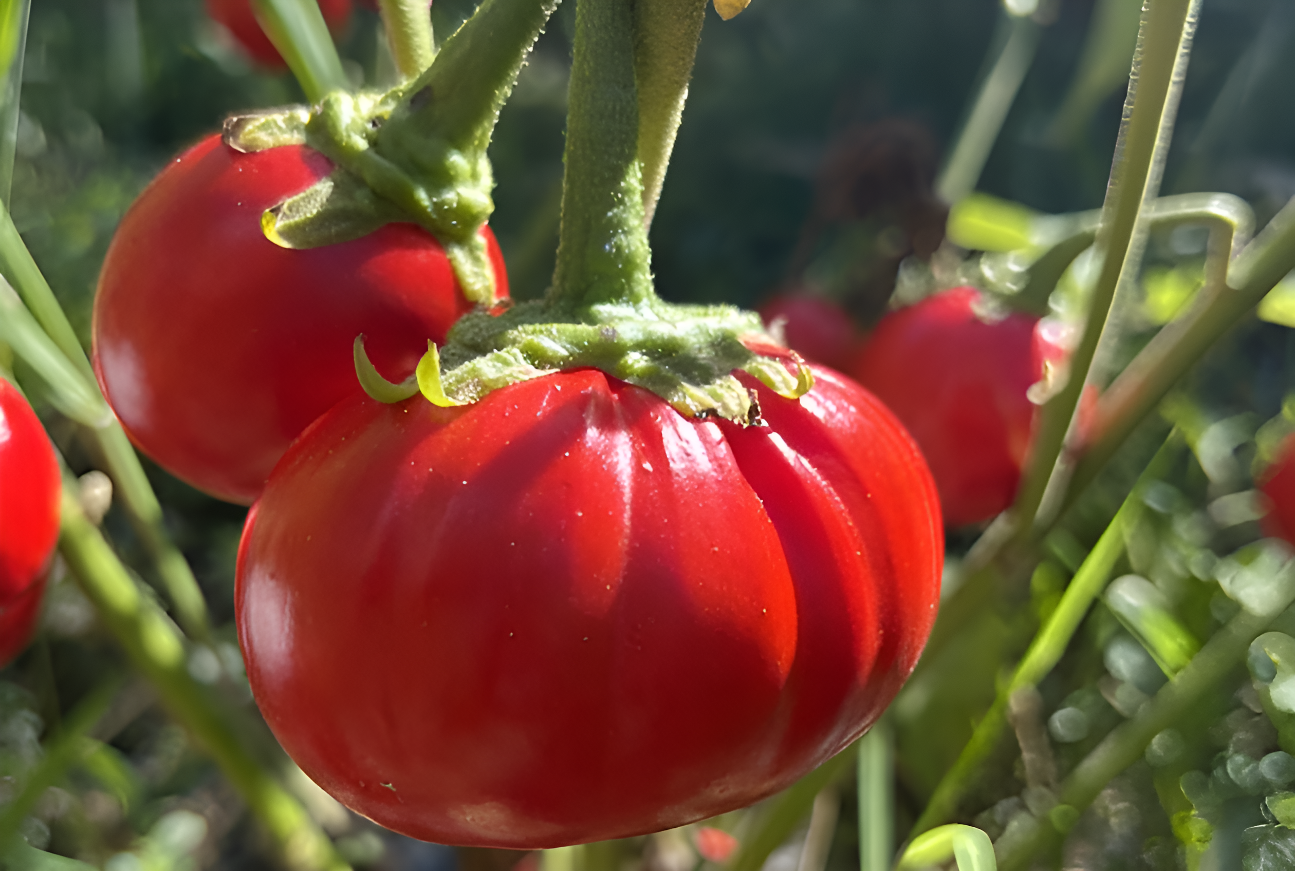 Scientists used precise gene-editing to grow larger African tomatoes.