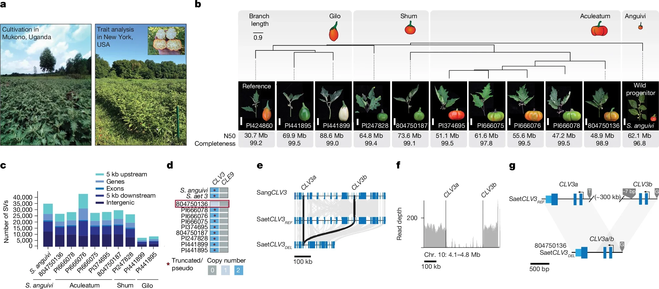 Pan-genome of African eggplant reveals widespread structural variation, wild species introgression and CLV3 paralogue diversification.