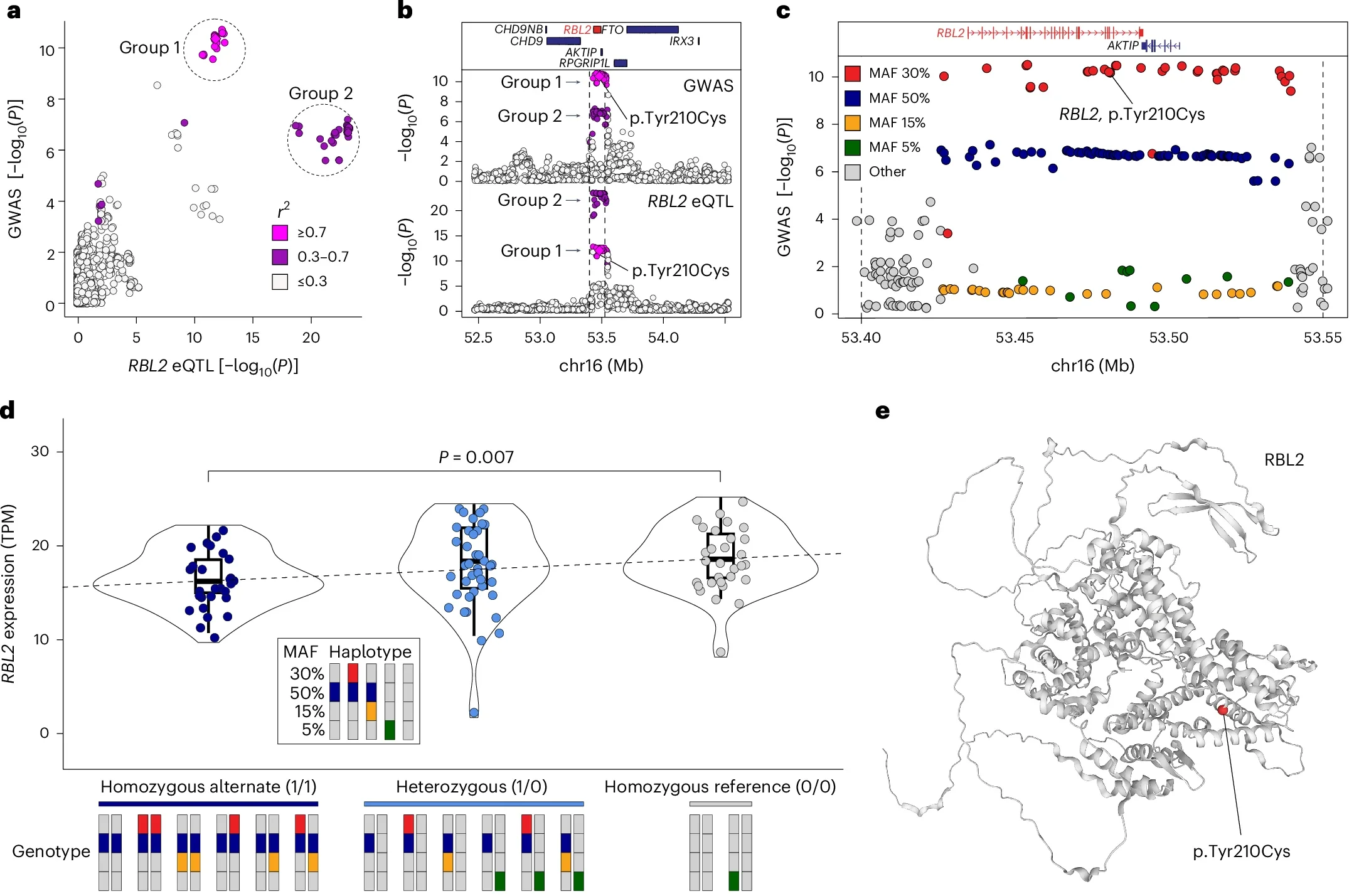 Genomic locus 2 overlaps with a region in which SNPs are predicted to alter RBL2 expression in the human brain