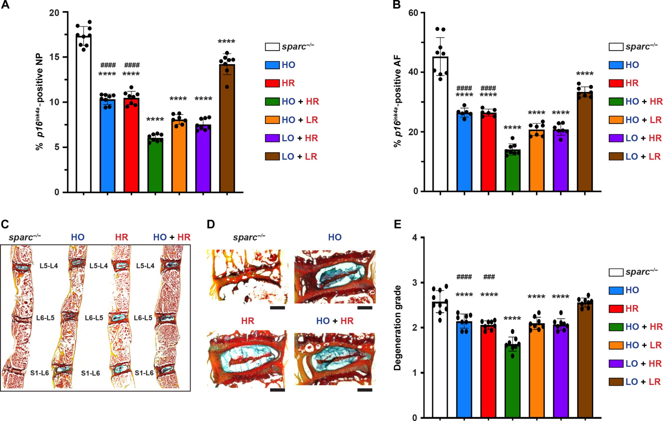 Senolytics removed SnCs and improved IVD health.