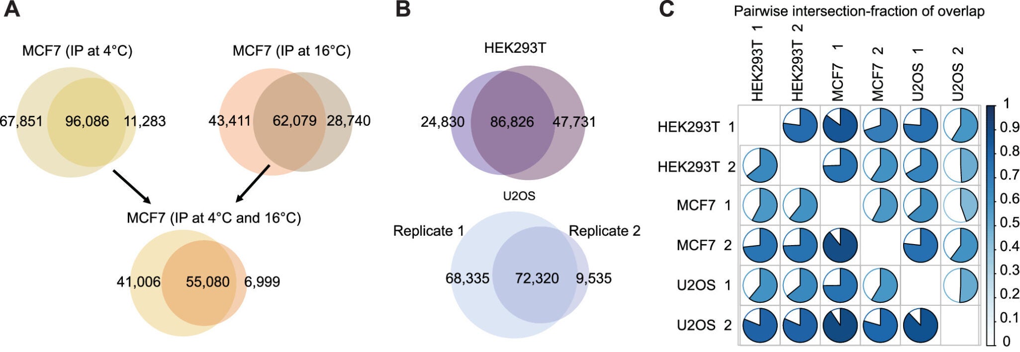 Regions observed across replicate experiments, intersected iM regions observed after immunoprecipitation of protein-depleted purified DNA from the MCF7 cell-line protein-depleted DNA.