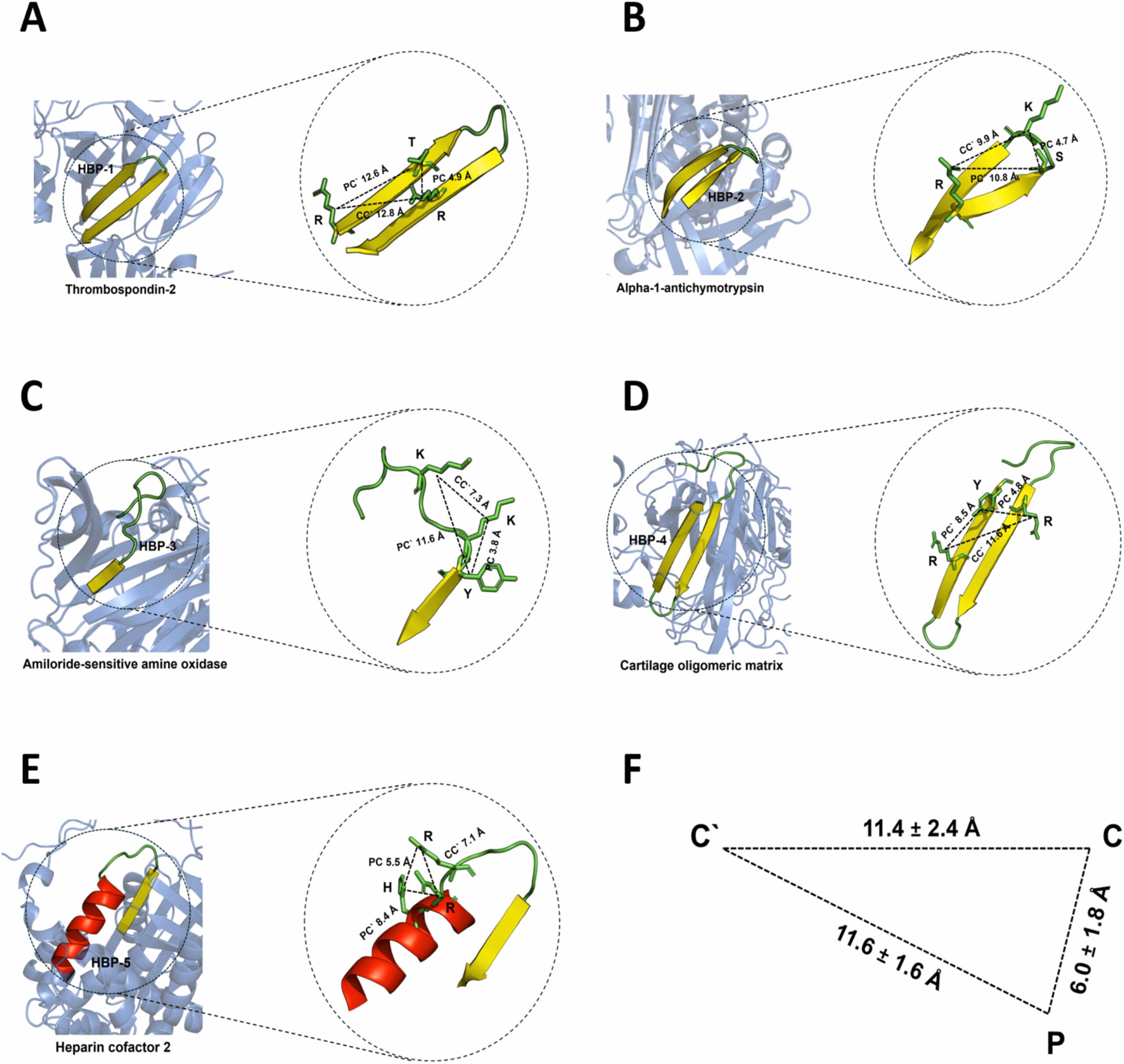 Three-dimensional structure of the five selected HBPs and their respective CPC motifs in the context of the parent heparin-binding proteins