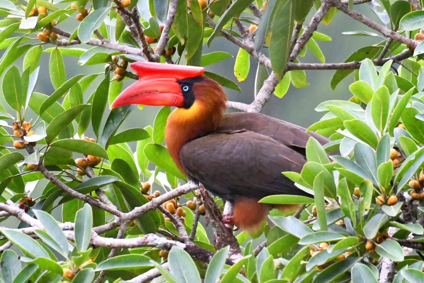 Even full-scale conservation may not prevent a bird extinction crisis. Targeted rescue plans are vital. The Rufous Hornbill shown.
