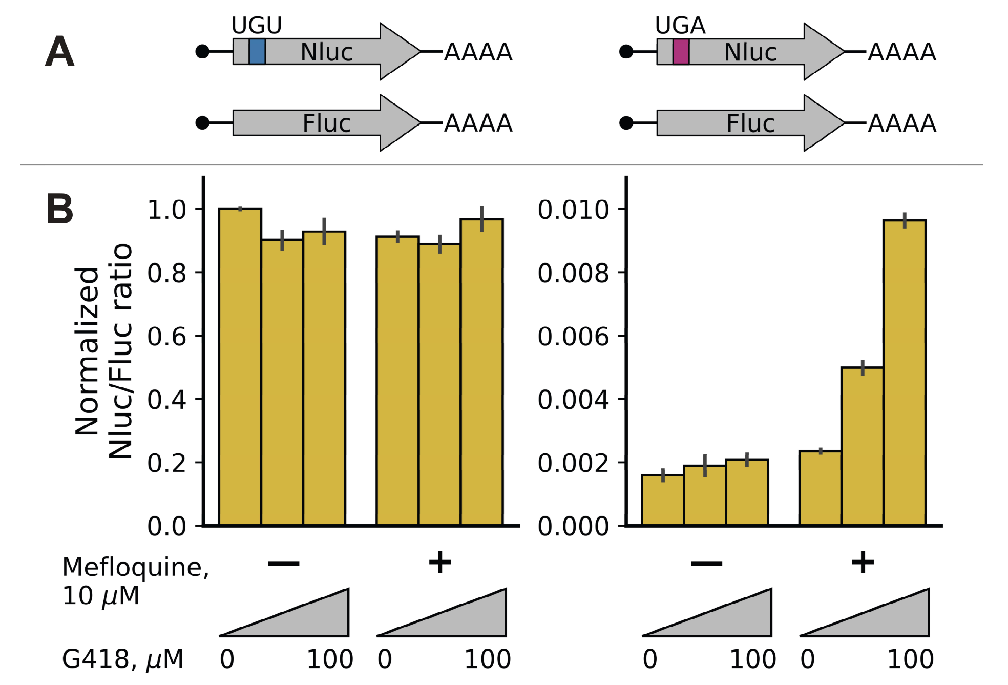 Mefloquine markedly accelerates G418-induced PTC readthrough in cultured human cells transfected with reporter mRNAs. 