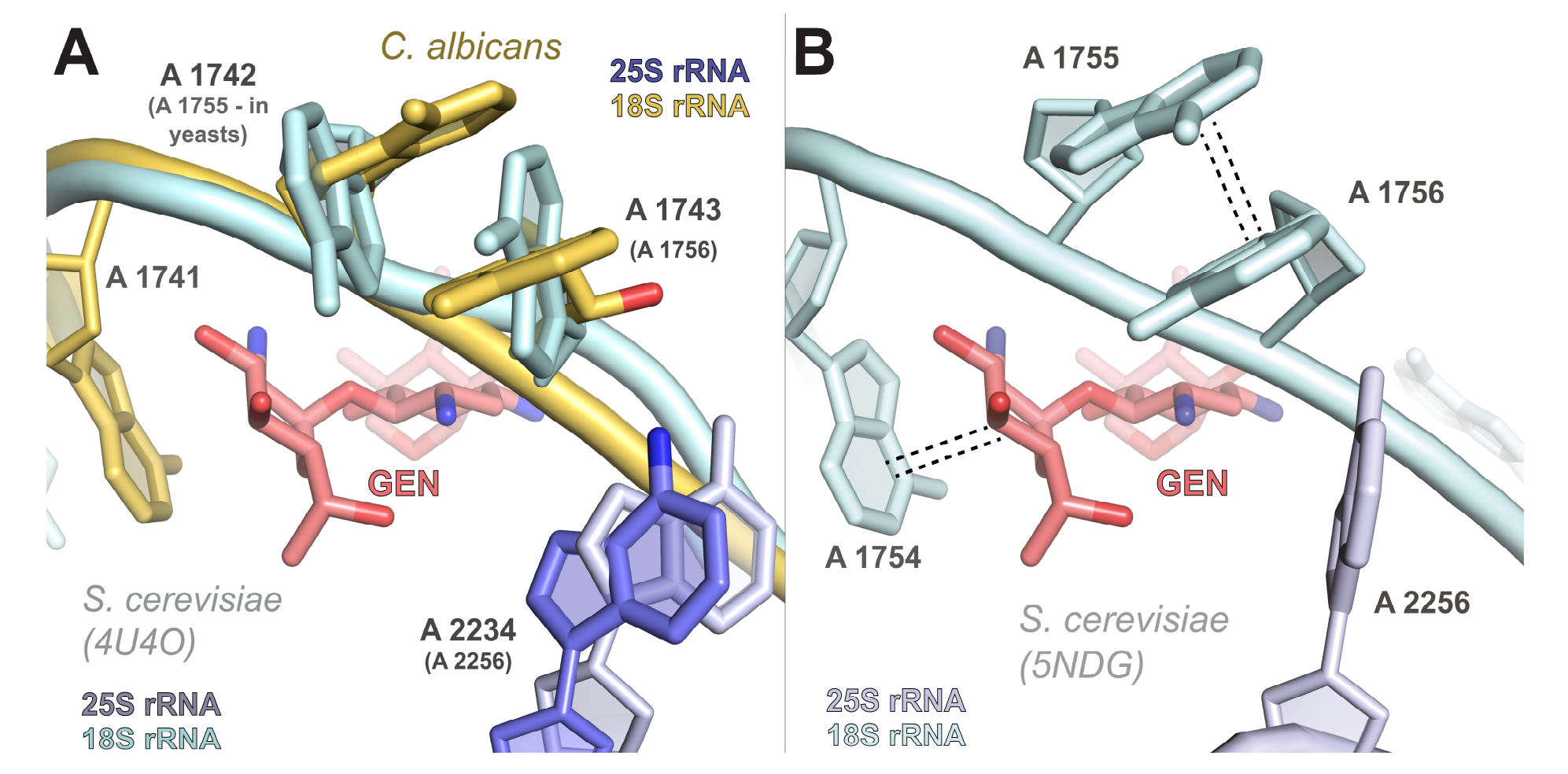 Comparison of GEN binding in C. albicans and S. cerevisiae.