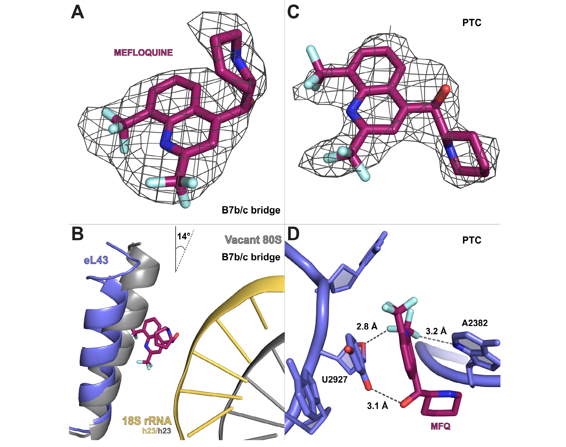 Close-up views of MFQ binding sites with density maps. 