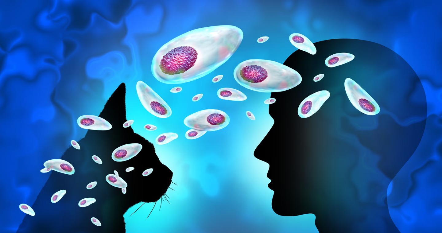 A microscopic parasite disrupts brain communication by altering neuron signals