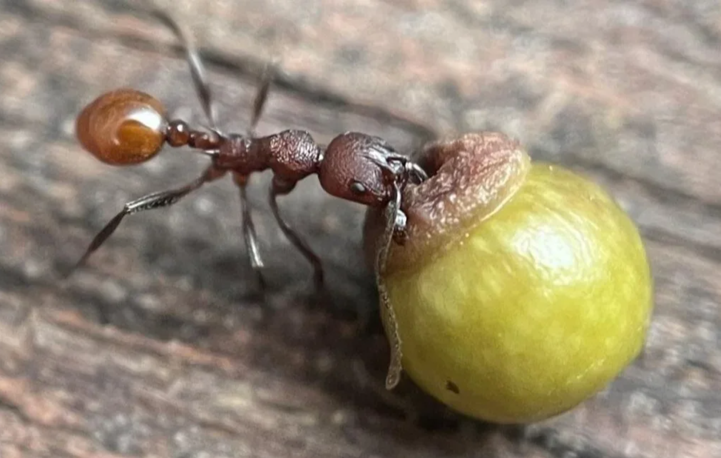 Eight-year-old Hugo Dean was watching ants near his home when he saw them hauling what looked like seeds.
