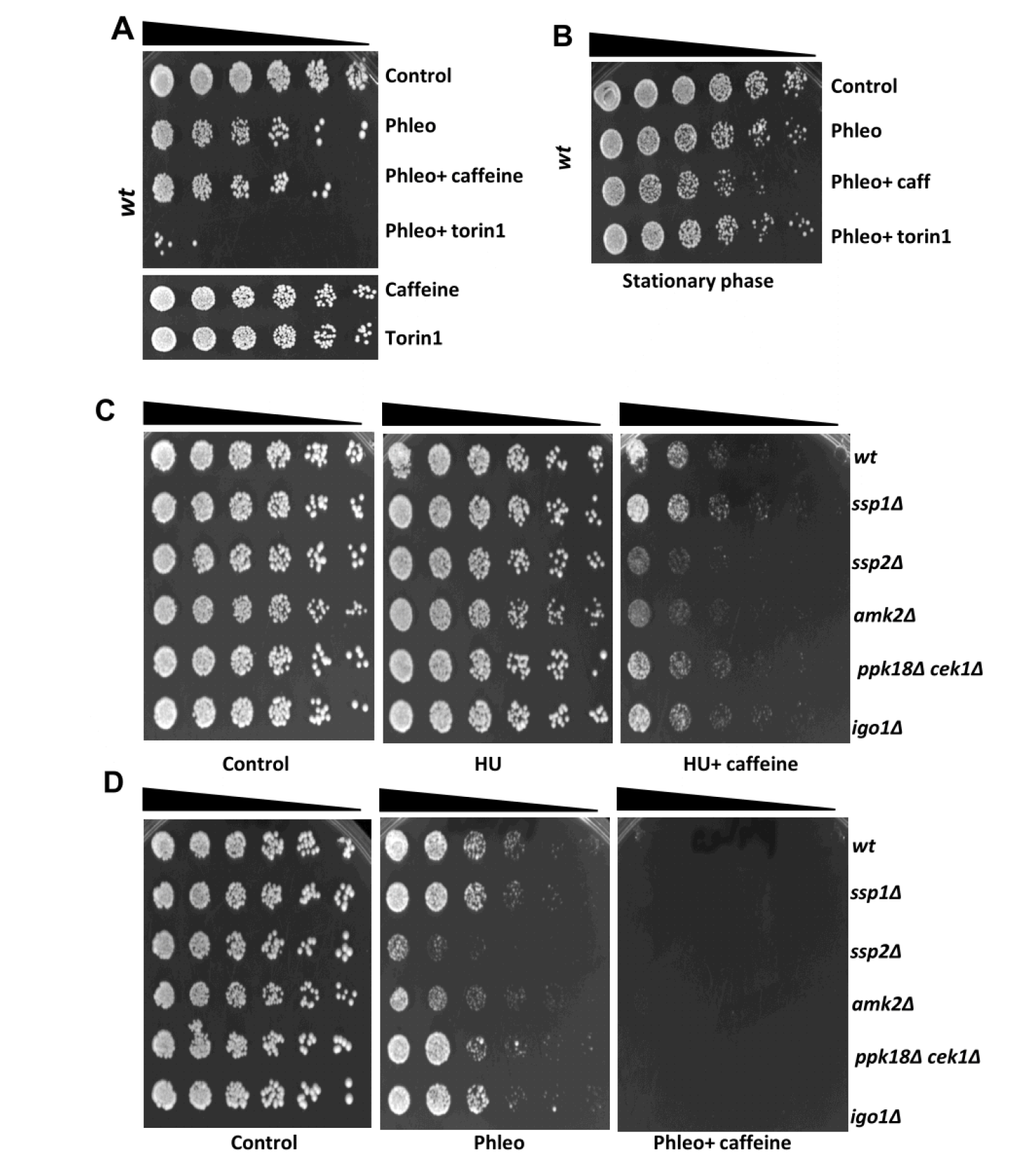 Caffeine enhances DNA damage sensitivity independently of its cell cycle effects.