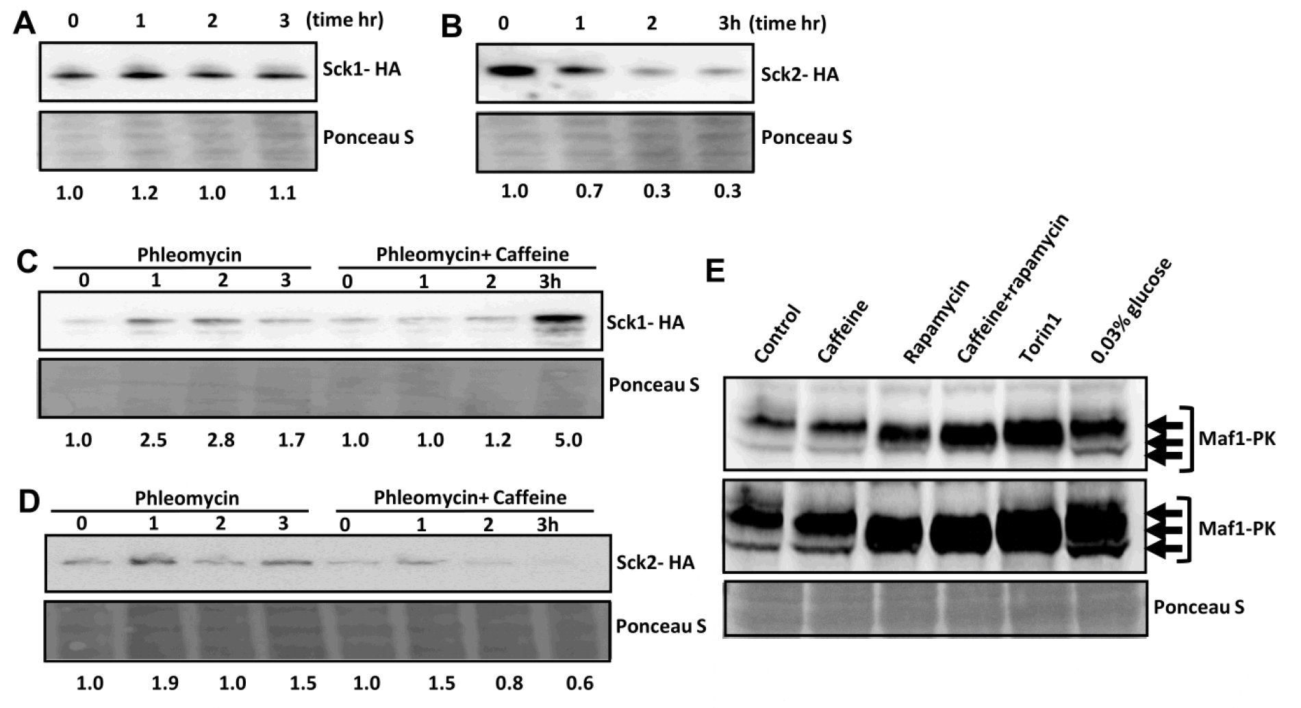 Caffeine indirectly inhibits TORC1 signaling in S. pombe.