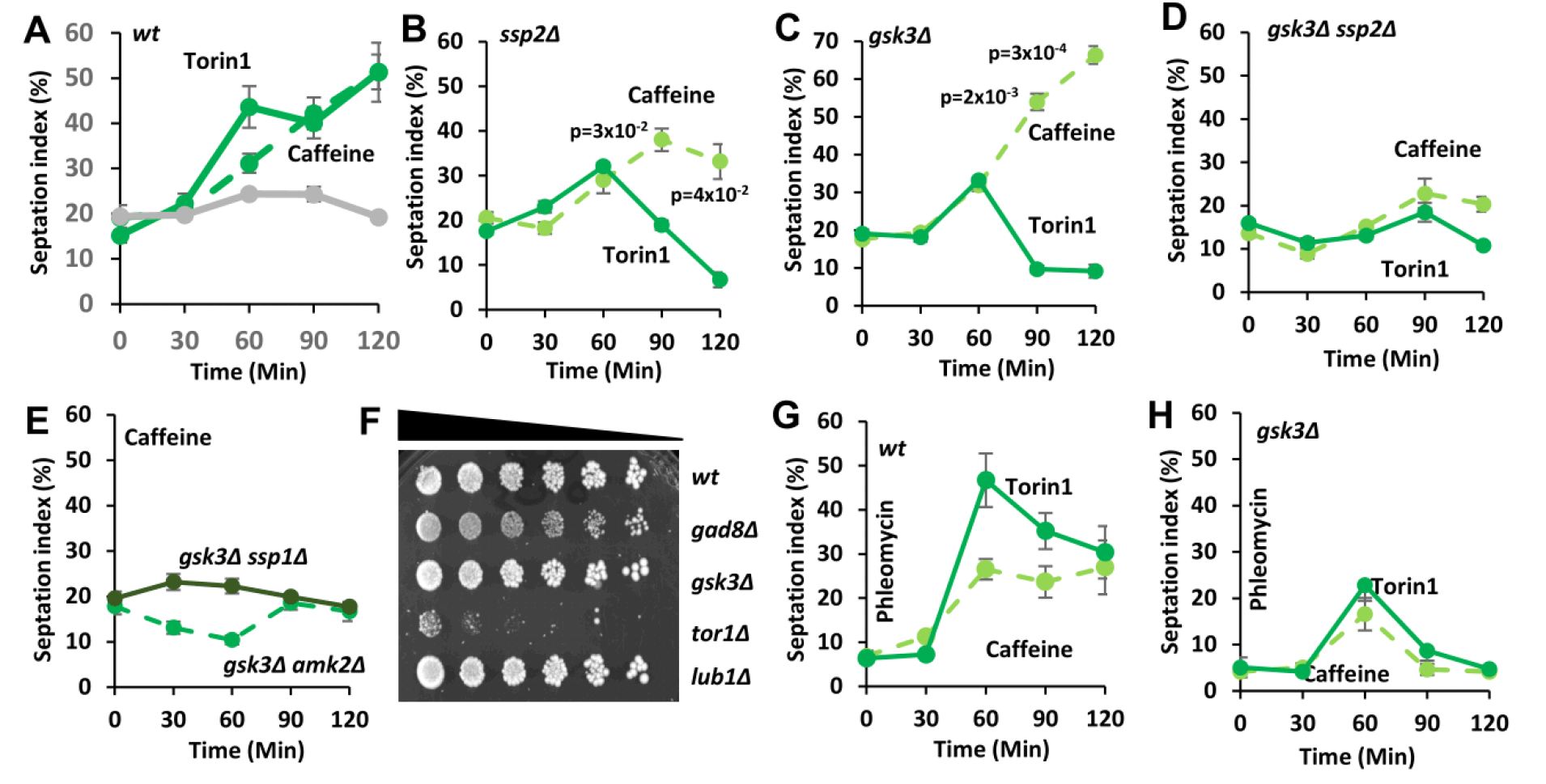 Caffeine modulates cell cycle kinetics via TORC1 and TORC2 complexes in S. pombe.