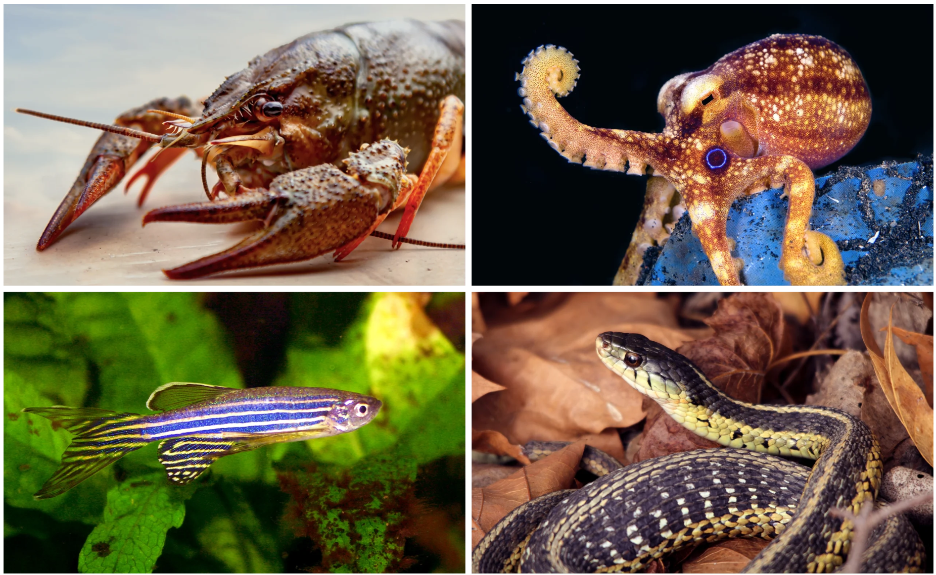 Recent research on animal minds — including those of crayfish, octopuses, snakes and fish — suggests that consciousness “can exist in a [neural] architecture that looks completely alien” to ours, Peter Godfrey-Smith said.