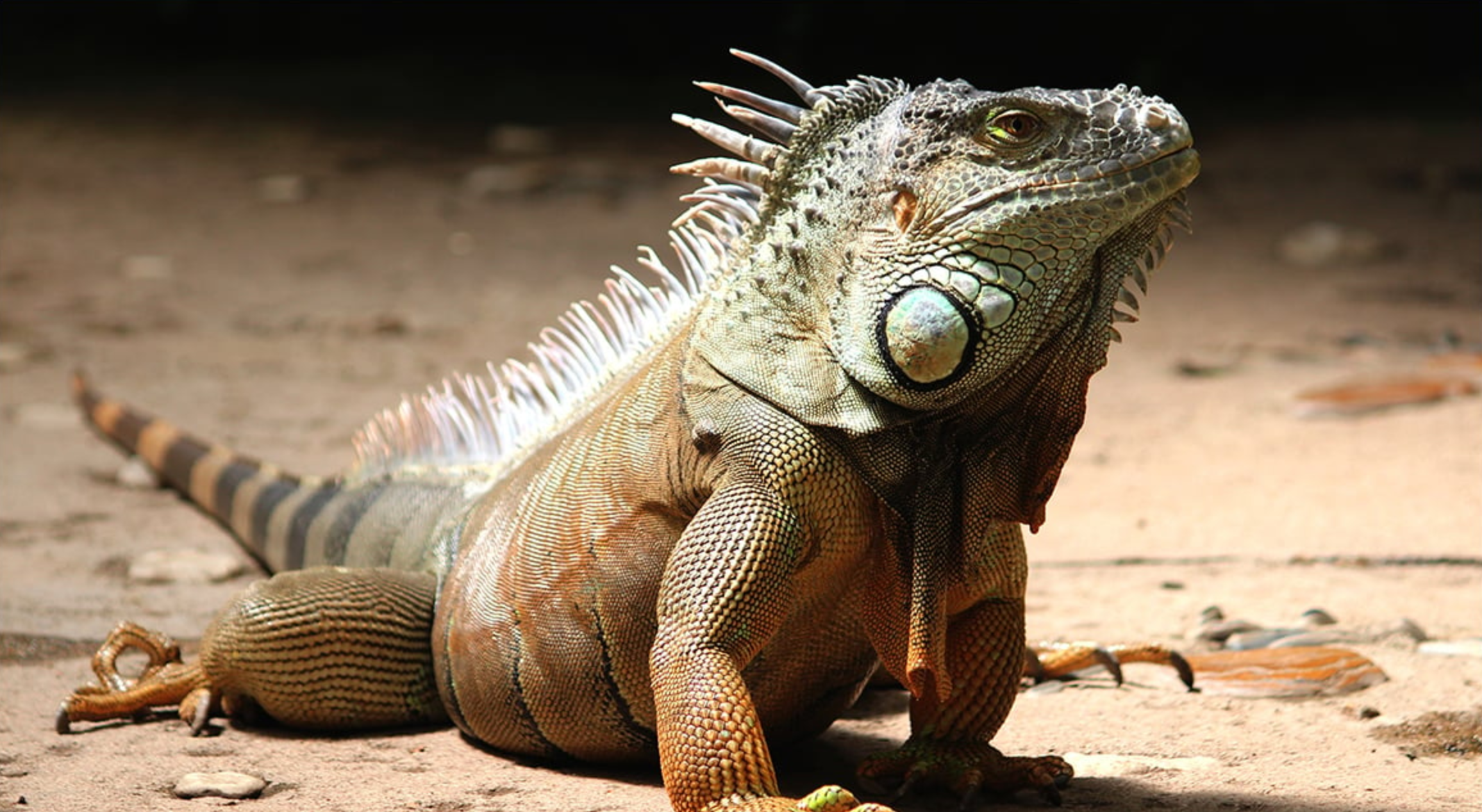 There is a realistic chance that all vertebrates—including reptiles, amphibians, and fish—are conscious, too.