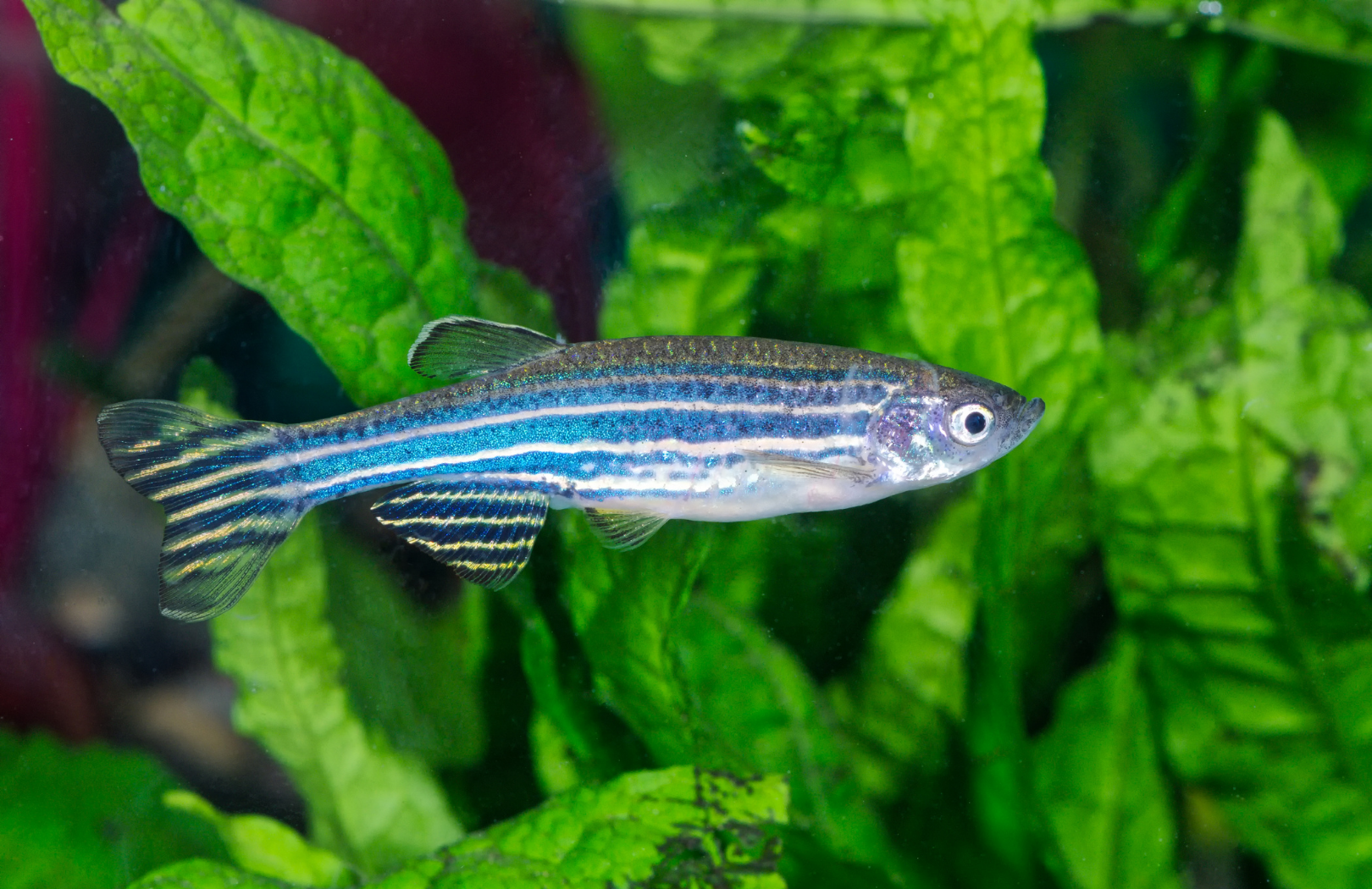 Zebrafish have shown curiosity toward new objects, and cuttlefish have proven they can remember past events.