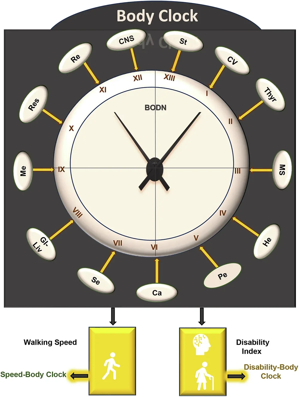 The Health Octo Tool is comprised of eight components designed to assess multidimensional health.