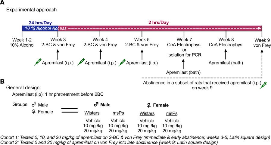 Timeline of apremilast testing on 2-BC alcohol drinking, mechanical allodynia, gene expression, and central amygdala (CeA) electrophysiology assessments.