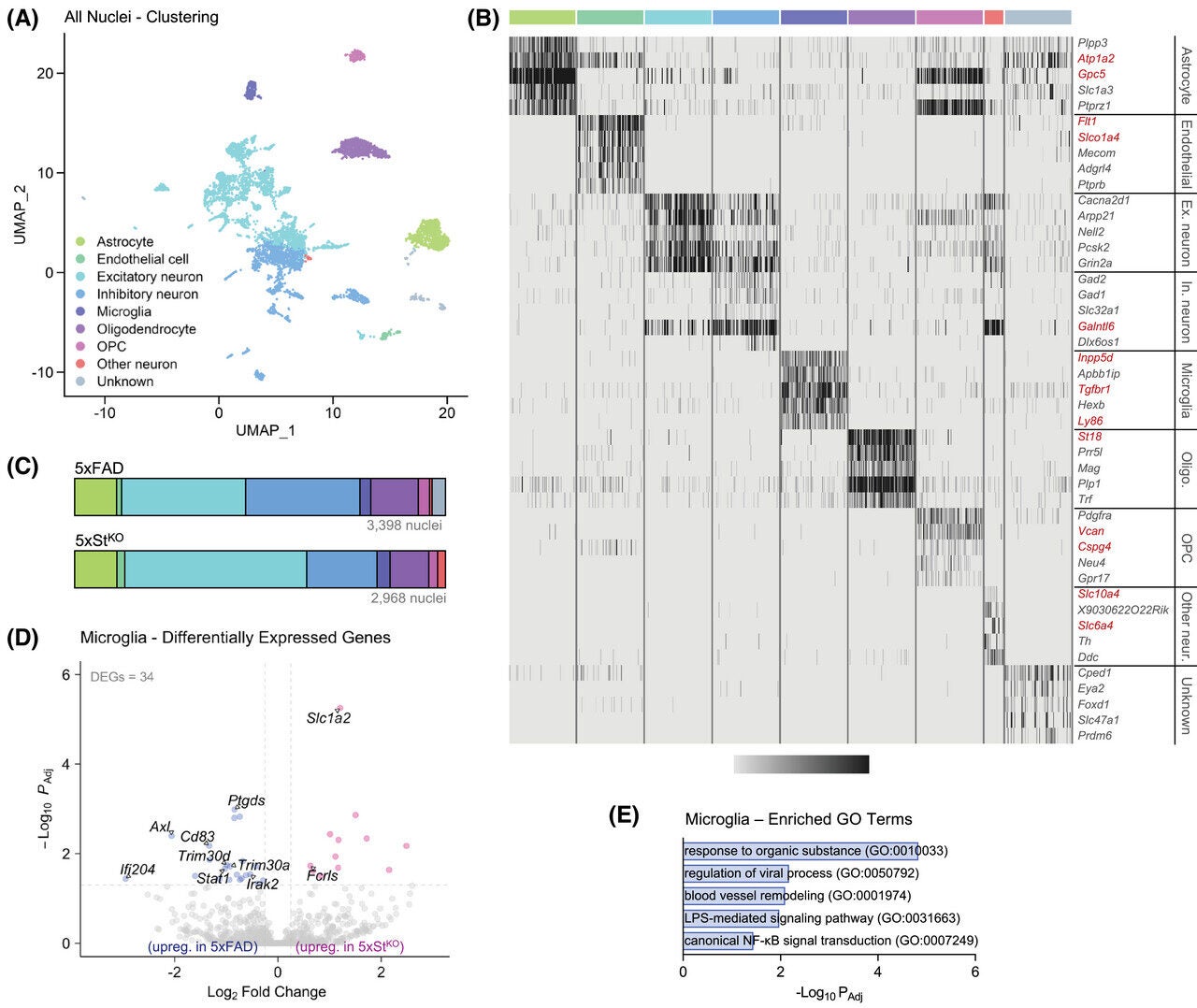 Lack of STING in 5xFAD mice leads to altered microglial activation status. (A–E) Gene expression was assessed in 6-month-old 5xFAD and 5xStKO mice by pooled snRNA-seq of cortical tissue (n = 3 per pooled sample).