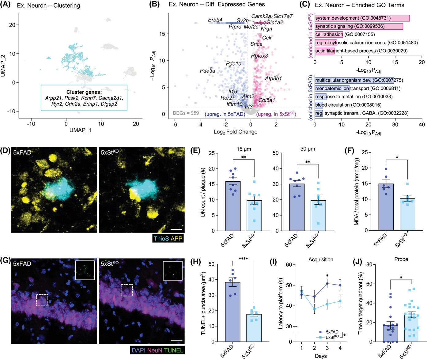 Genetic ablation of STING in 5xFAD mice leads to improvements in neuronal health and protection against cognitive decline.