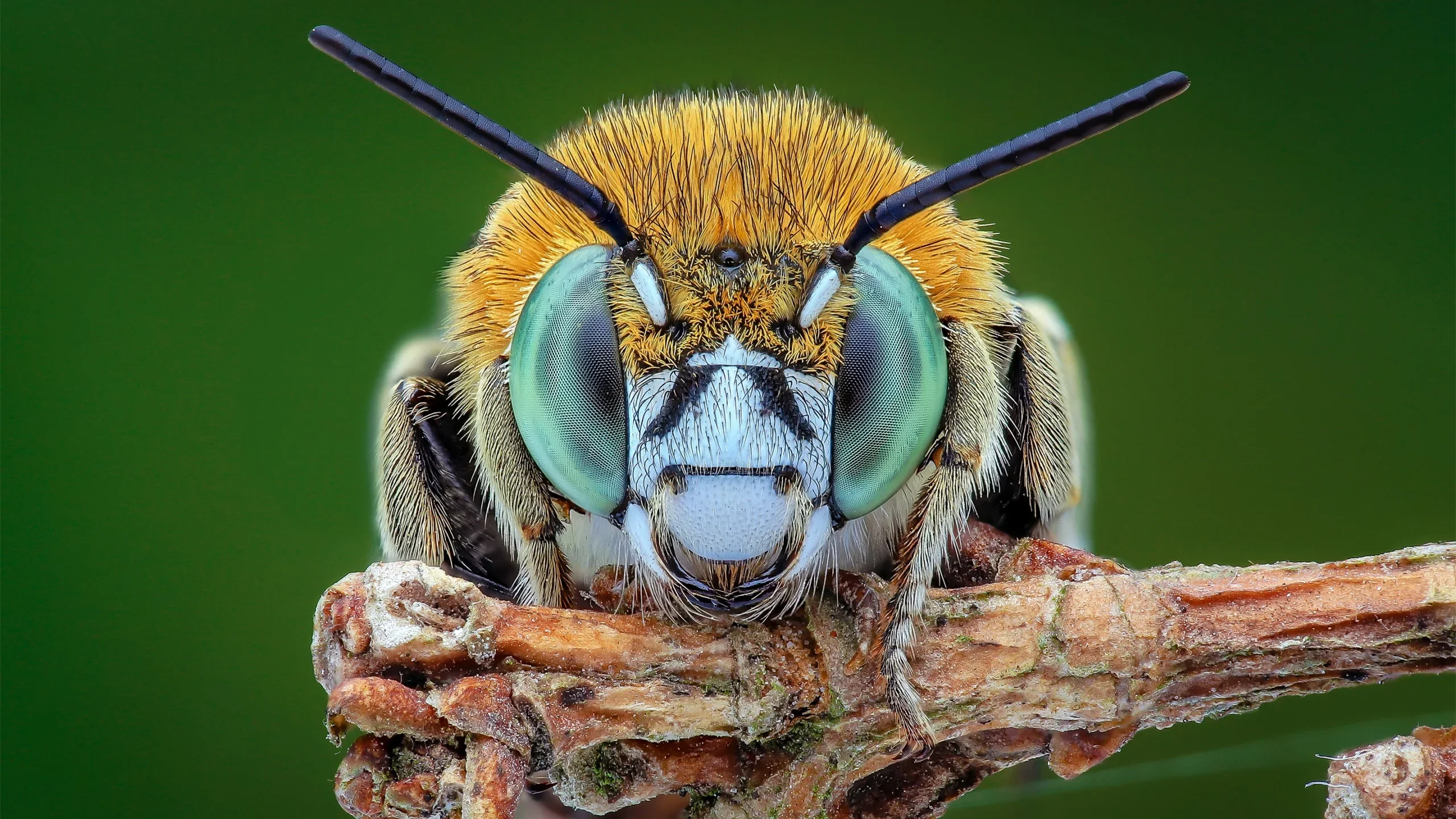 The shift is “transformative” and reflects how scientists are more open than ever to the idea that animals, even tiny ones like bees, might experience the world in a personal way. 