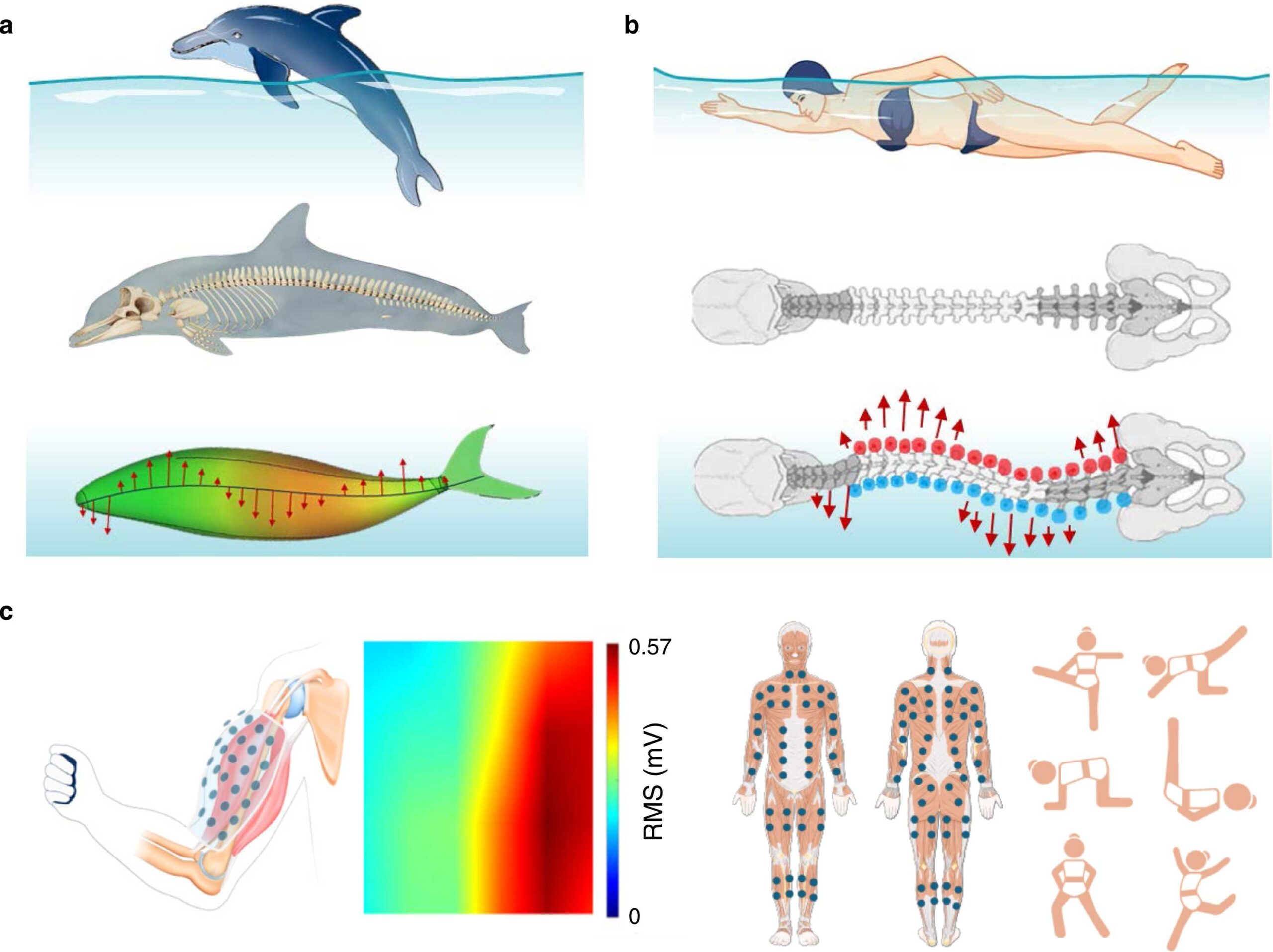  (a) Rhythmic movements of animals in a weightless environment. (b) Astronauts mimic the rhythmic movements of animals for efficient exercise. (c) Flexible electronics are powerful tools for evaluating astronauts’ training and rhythmic movements.