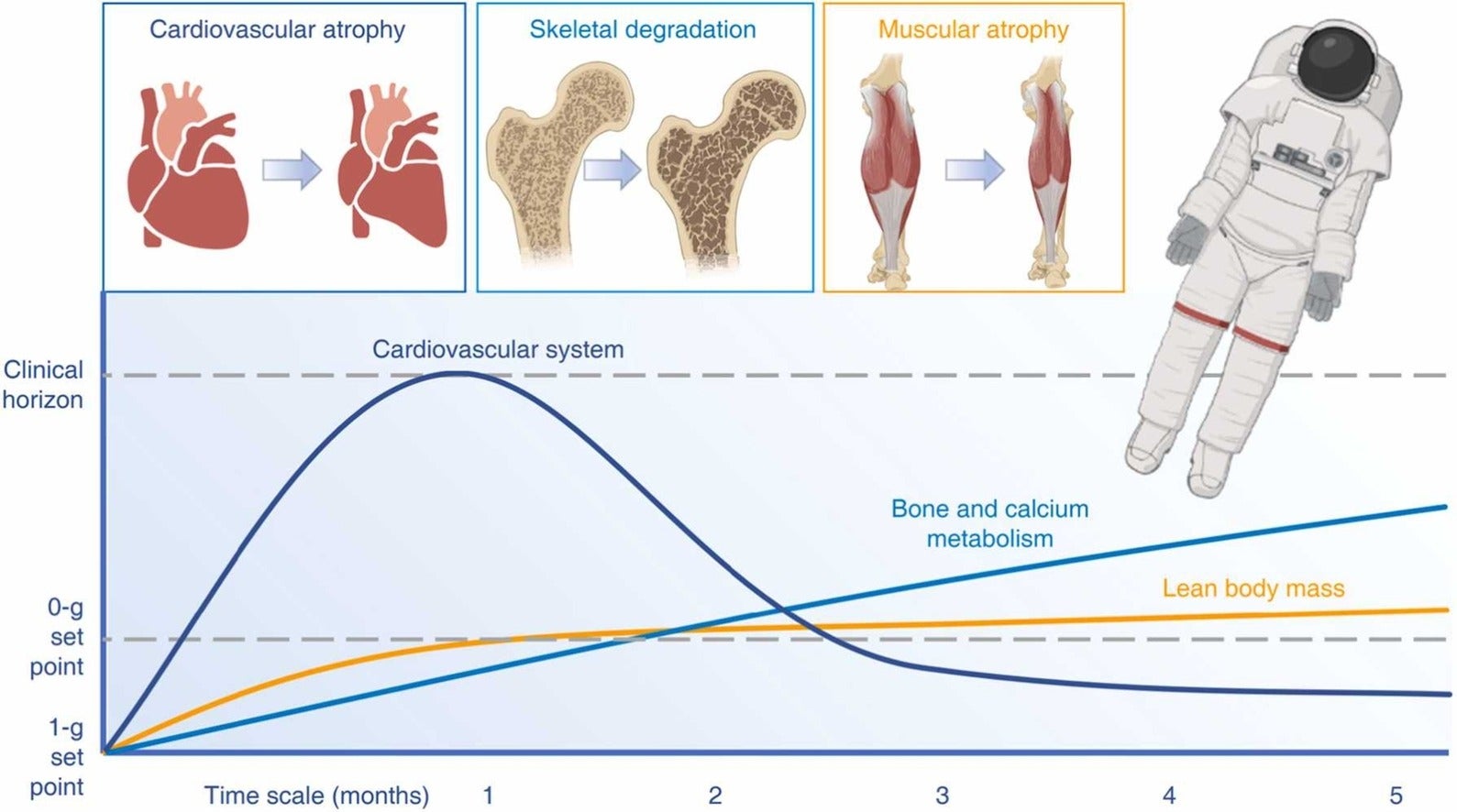 The effects of microgravity on an astronaut's musculoskeletal system.