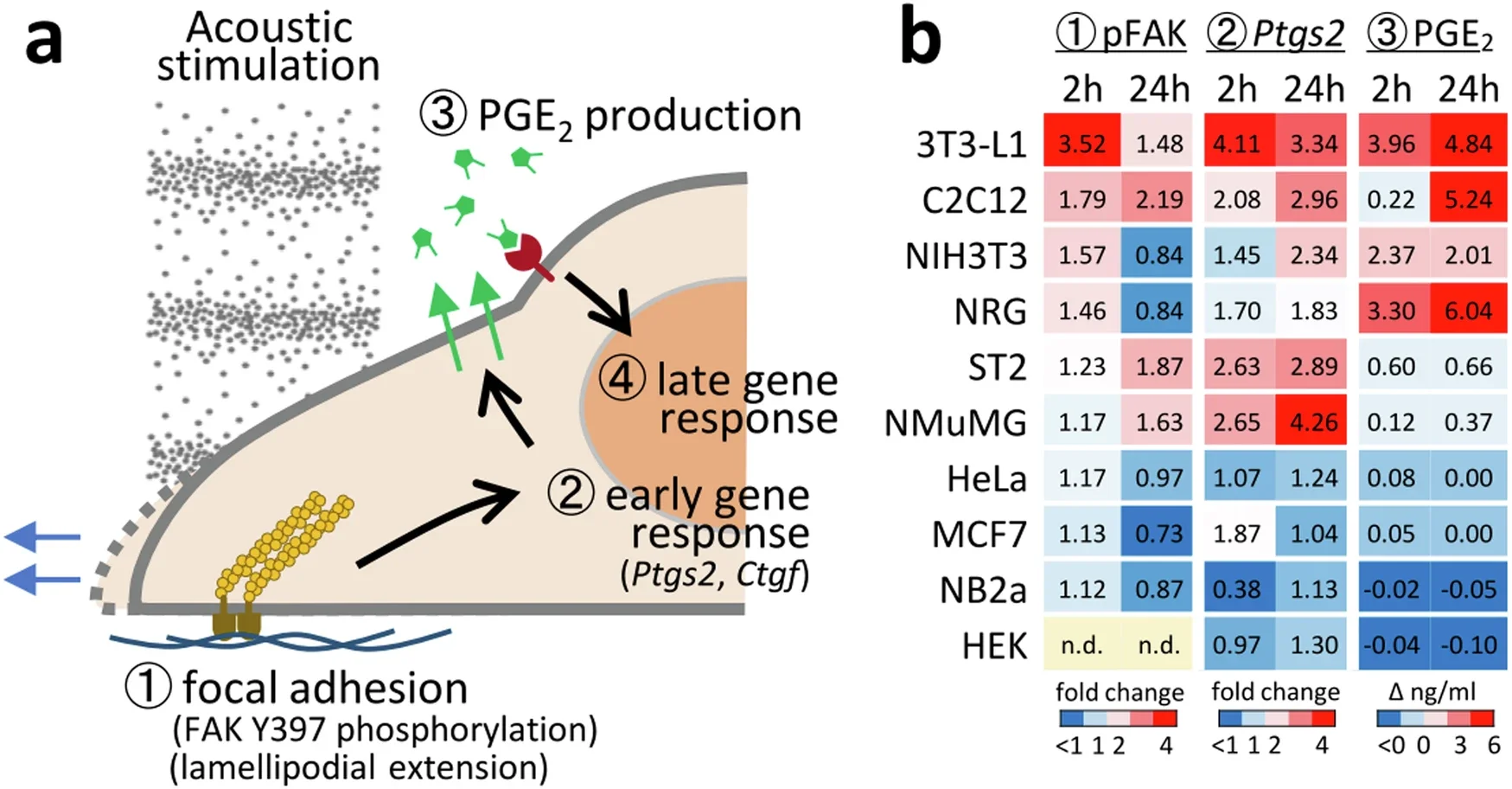 Pathway model and cell-type specificity of acoustic signal transduction.