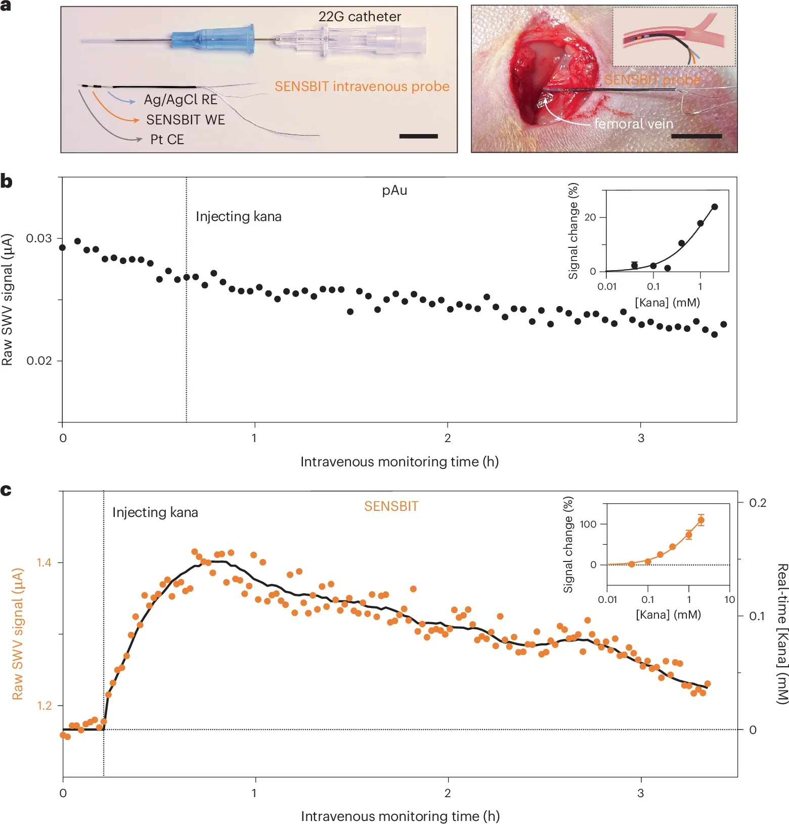 In vivo real-time kanamycin monitoring over several hours with SENSBIT.