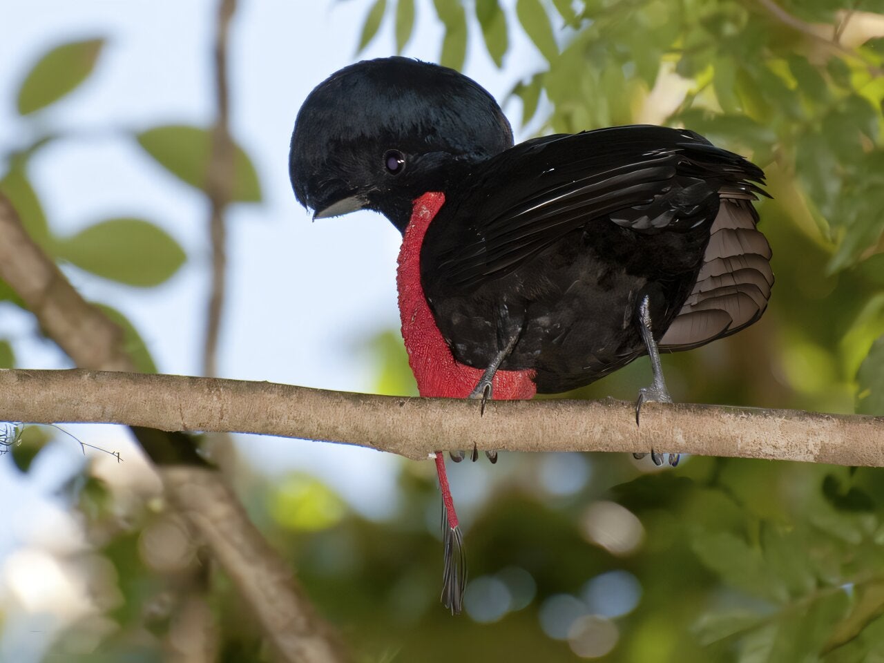 Bare-necked umbrella bird