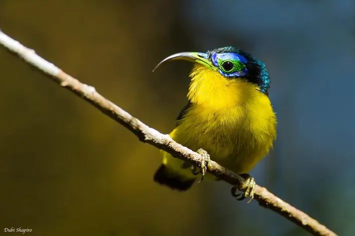 Yellow-bellied sunbird-asity