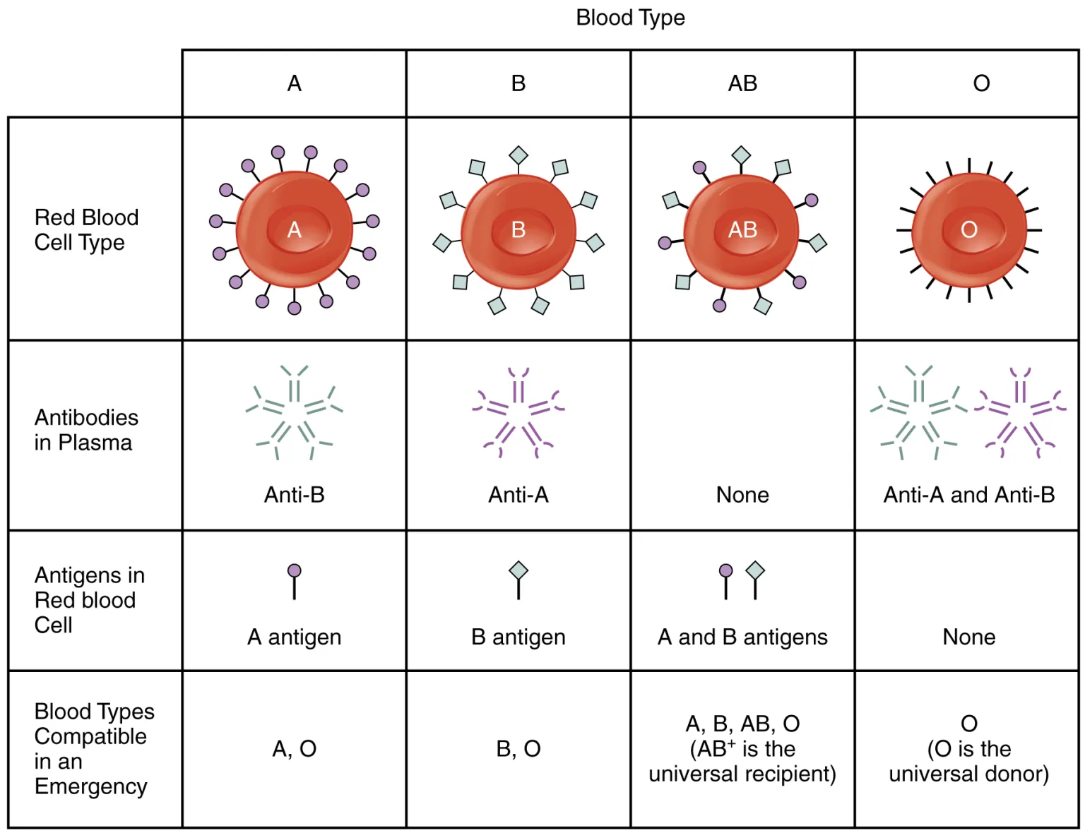 Today, these four blood types—A, B, AB, and O—form the ABO system