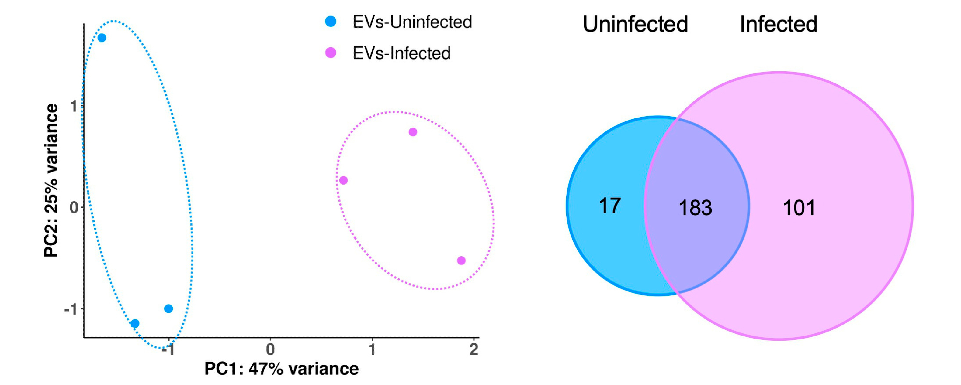 Toxoplasma infection leads to changes in EV protein content.