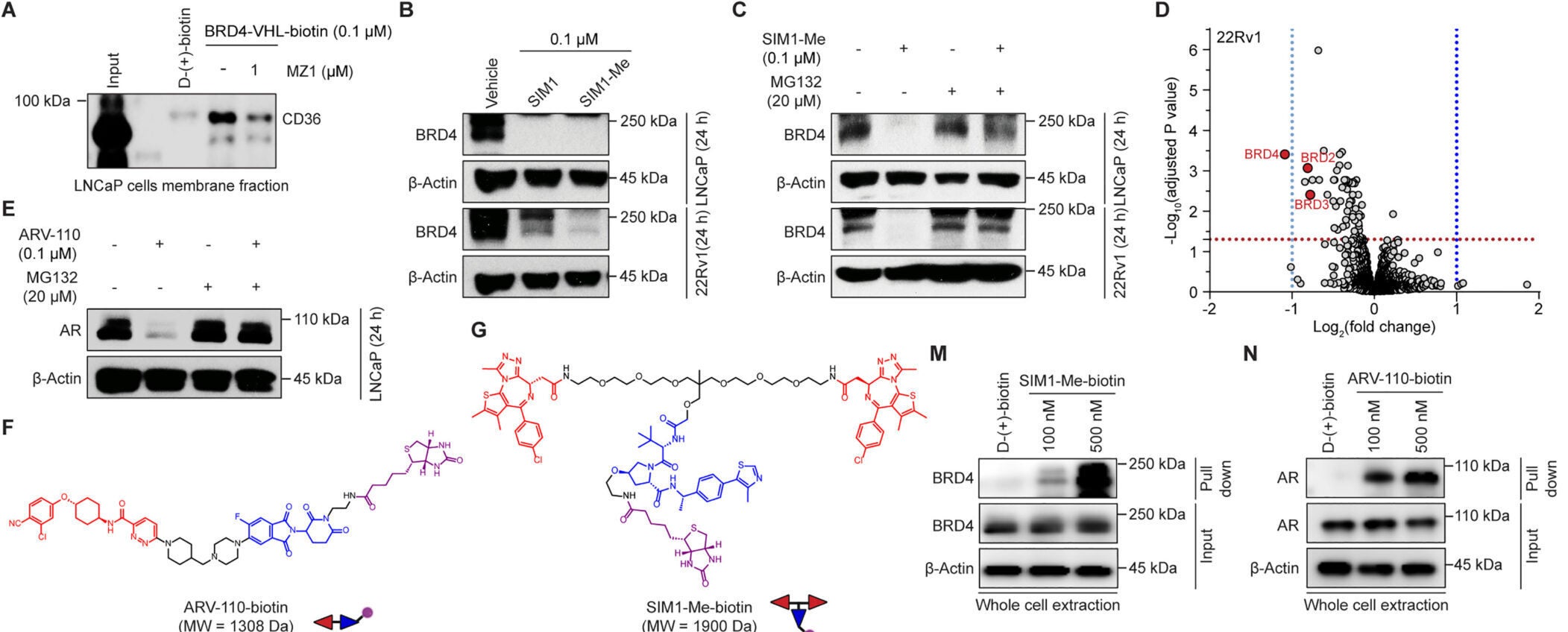 IM1-Me and ARV-110 bind to CD36 for cellular uptake and biological function