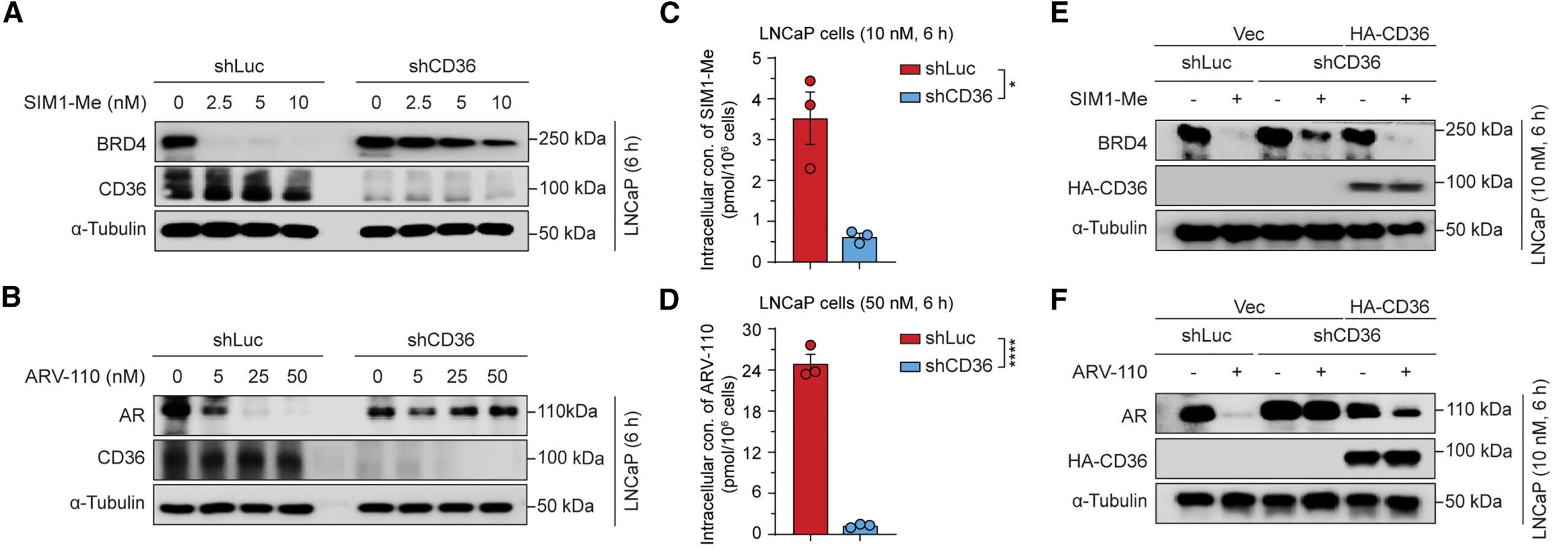 PROTACs depend on CD36-mediated endocytosis for their cellular uptake, activity, and biological properties